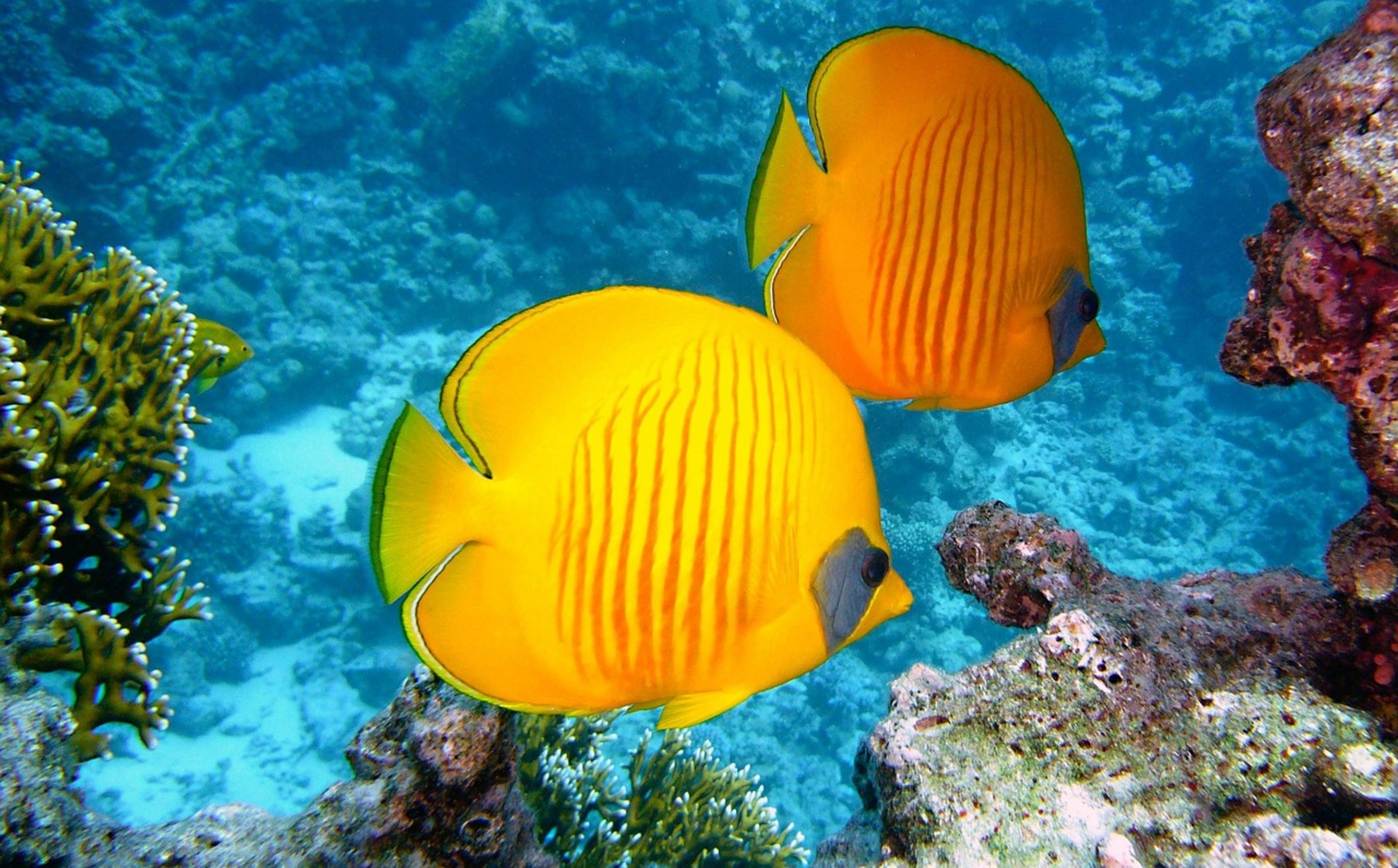 colorful butterflyfish on coral colorful butterflyfish on coral