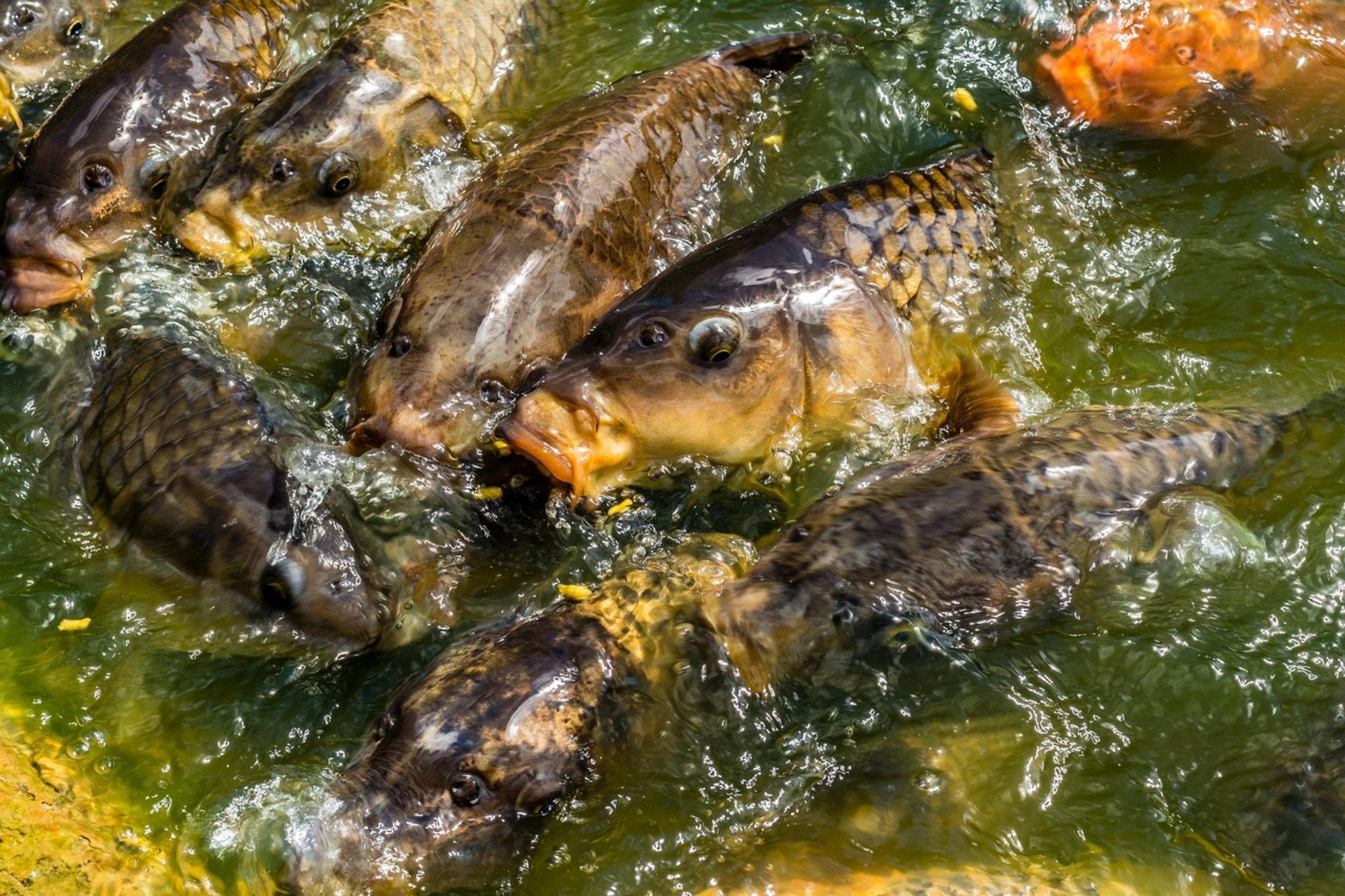 common carp feeding common carp feeding