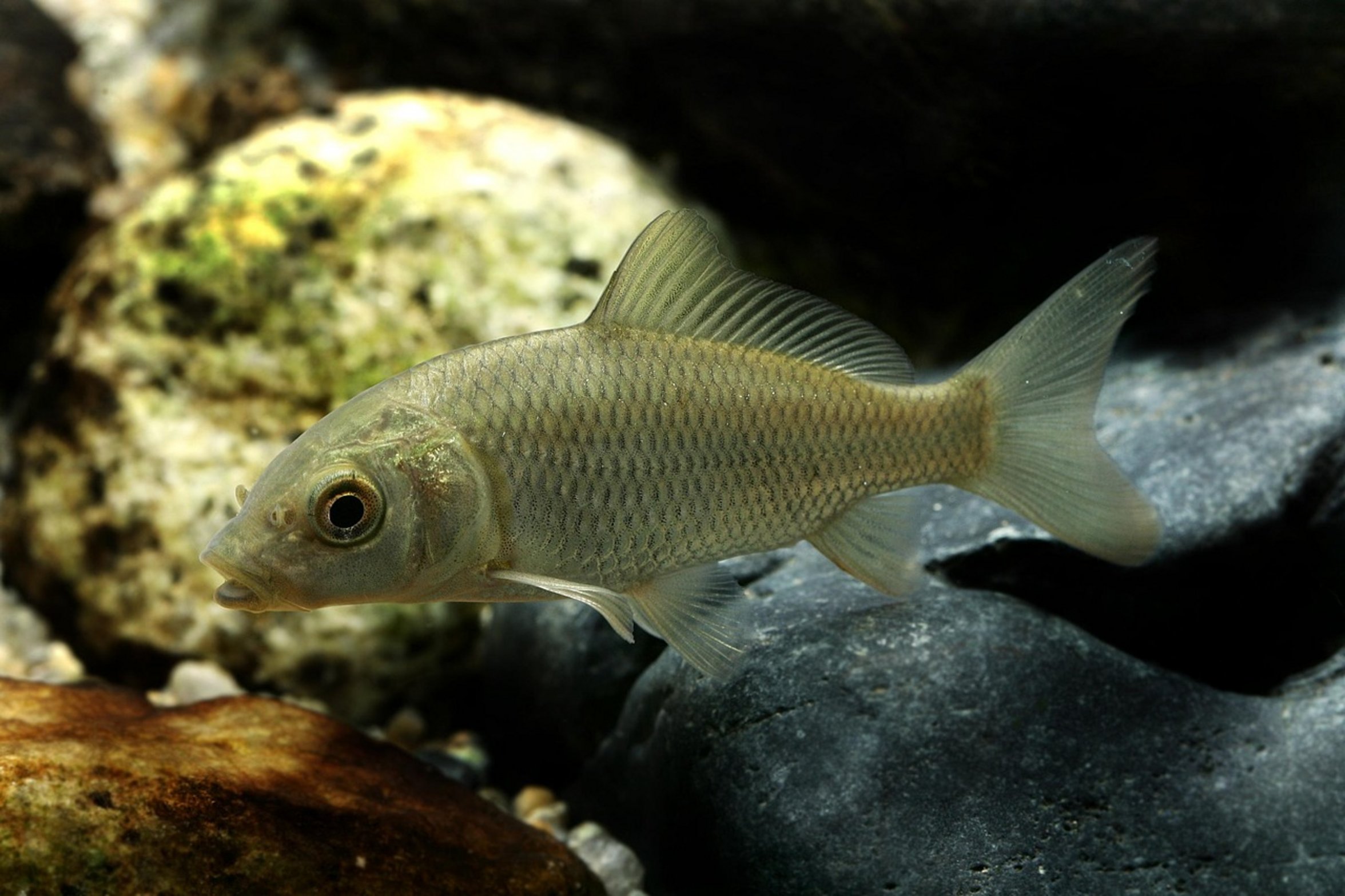 common carp mud common carp mud