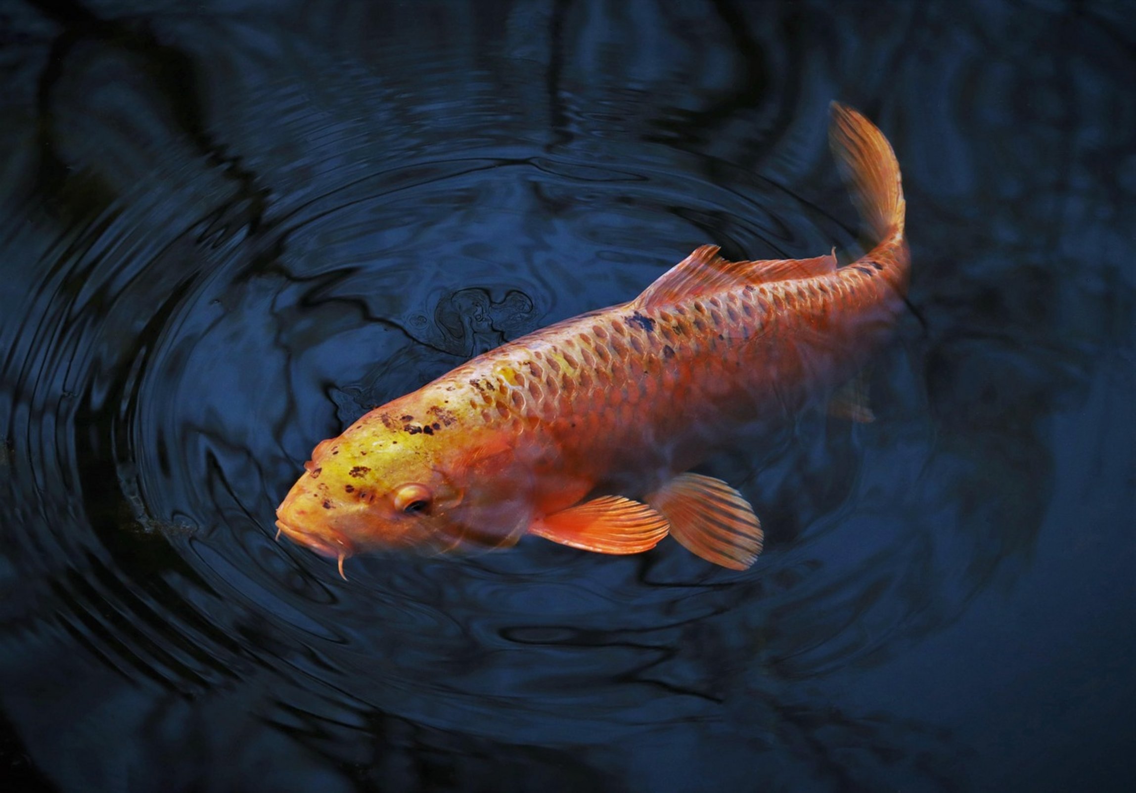 common carp pond common carp pond