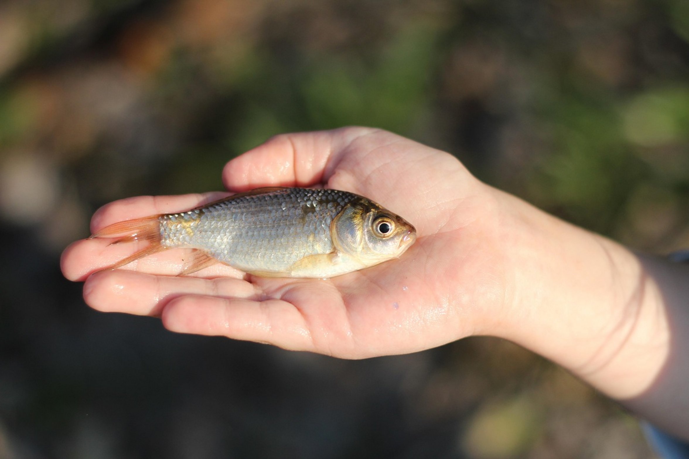 crucian carp fish crucian carp fish