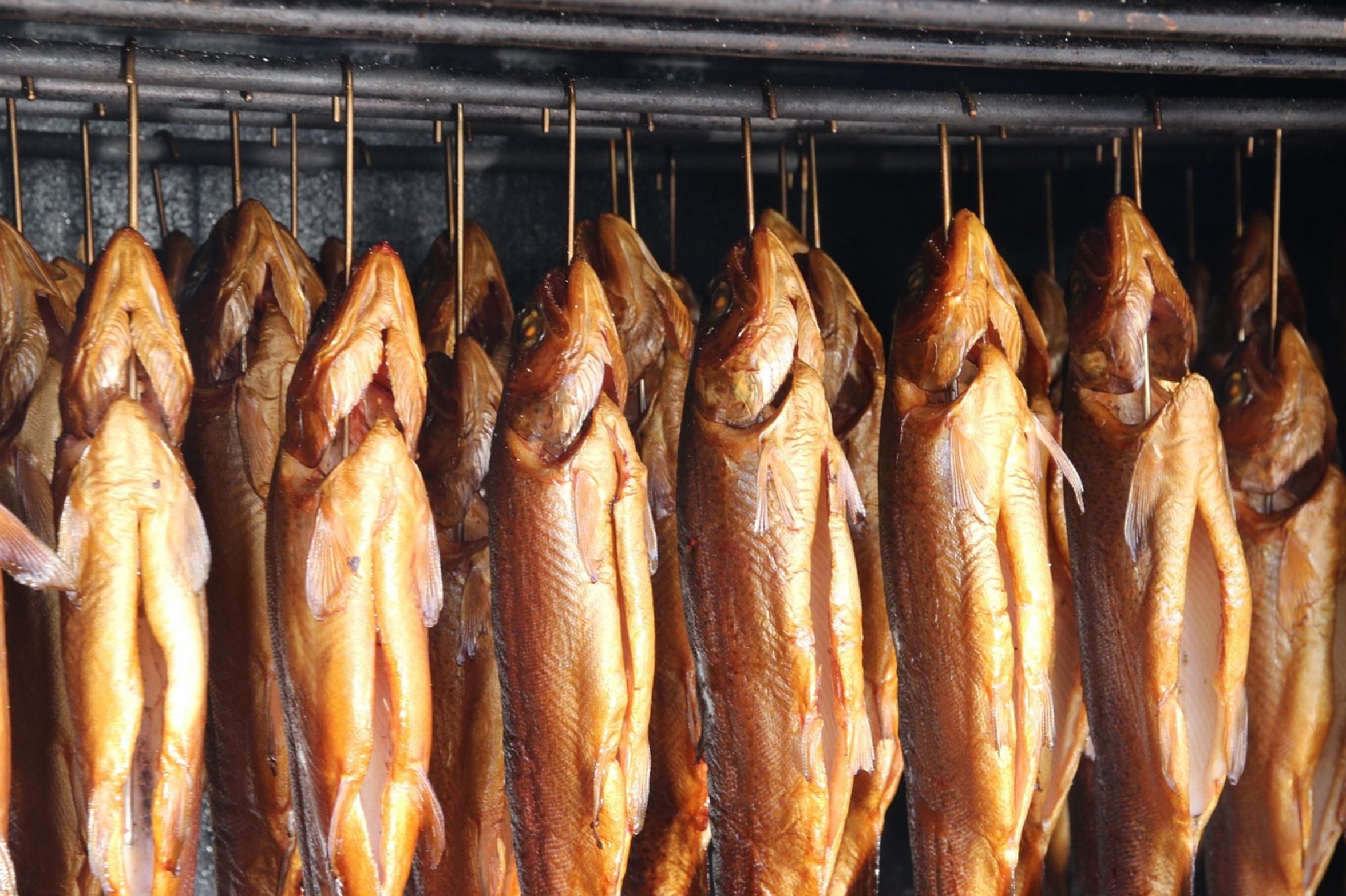 cutthroat trout fish cutthroat trout fish