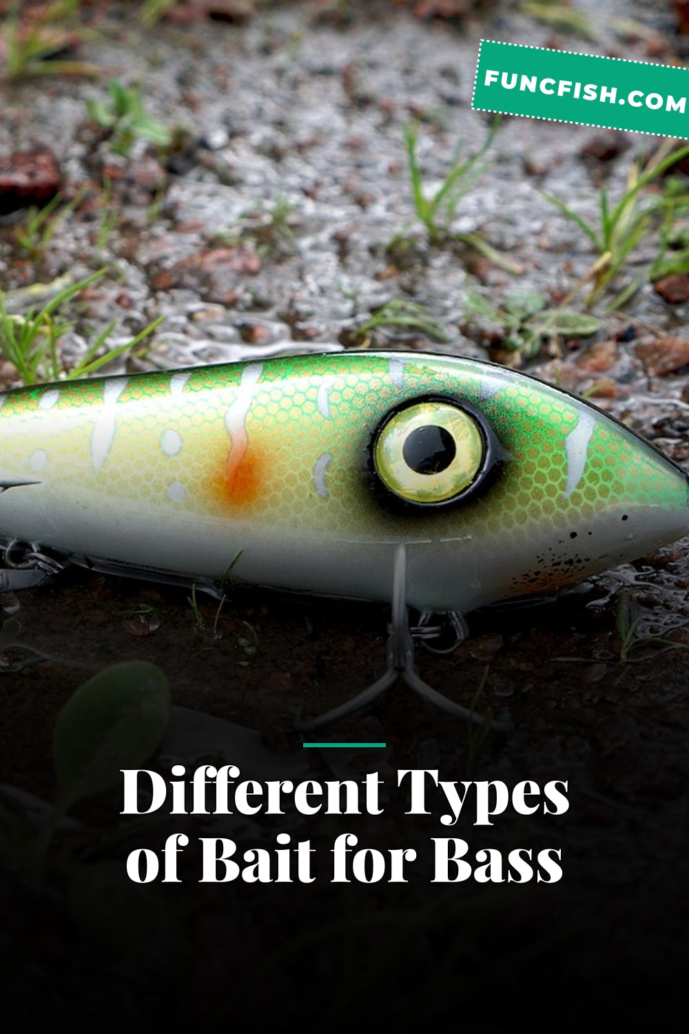 Different Types of Bait for Bass Different Types of Bait for Bass