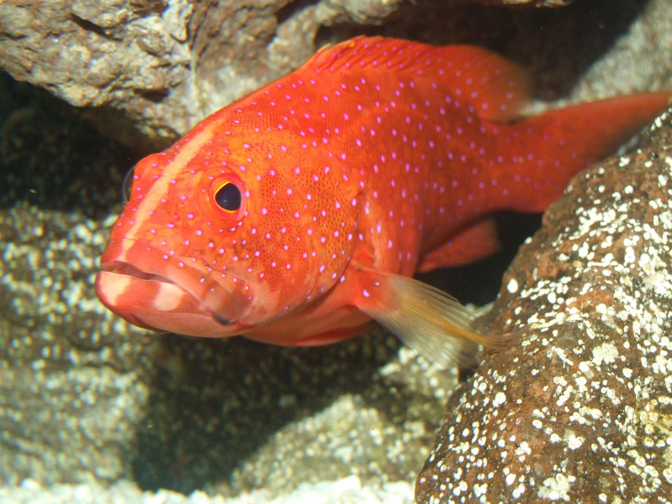 gag grouper underwater rock gag grouper underwater rock