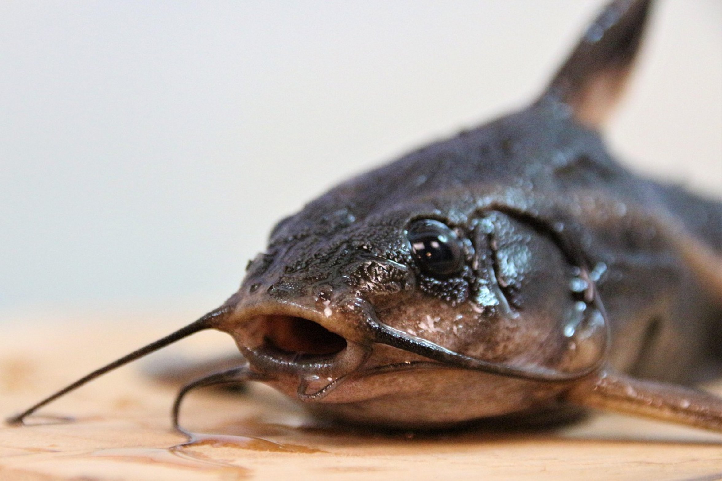 giant blue catfish tackle giant blue catfish tackle