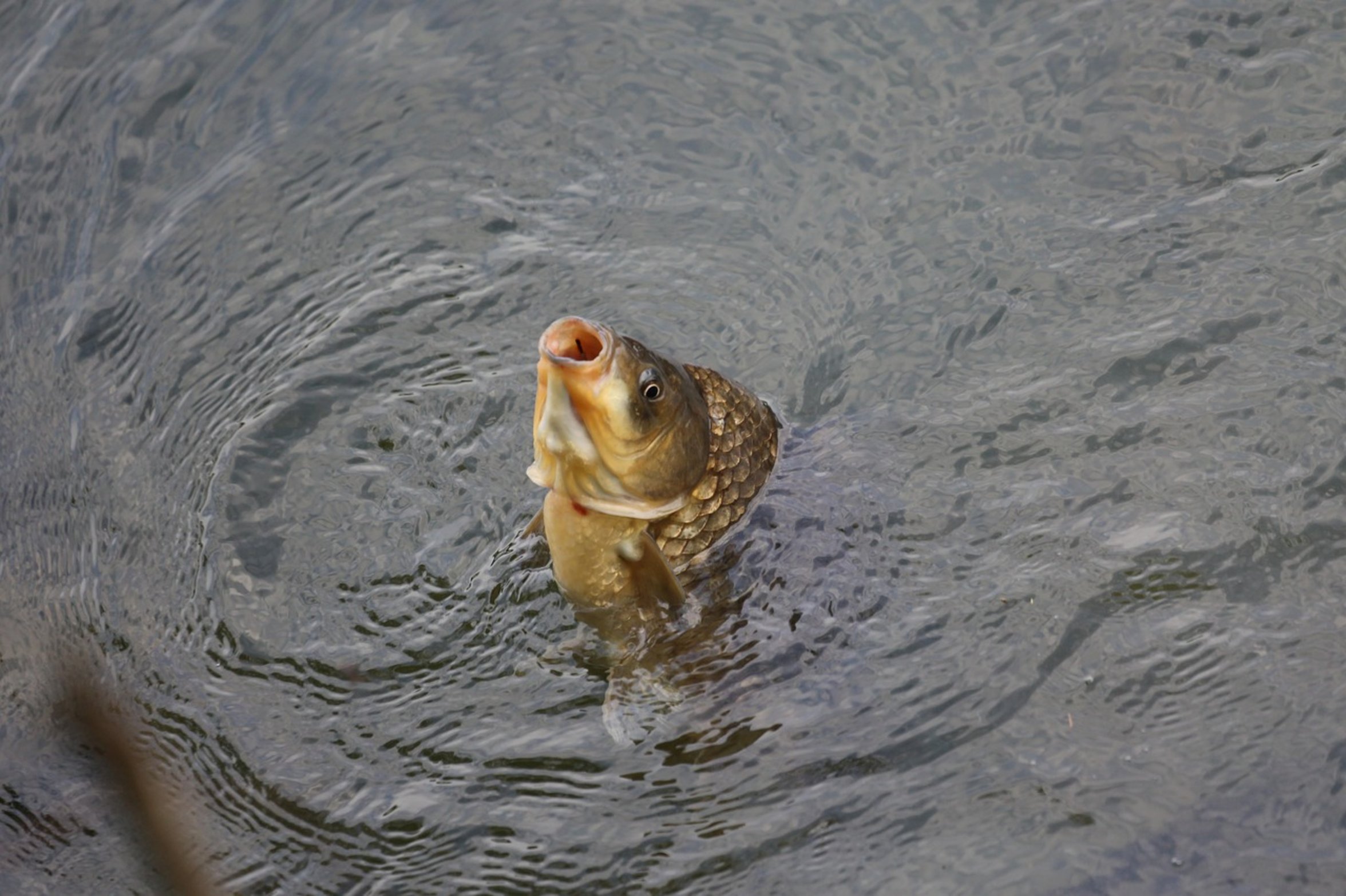 grass carp in pond grass carp in pond