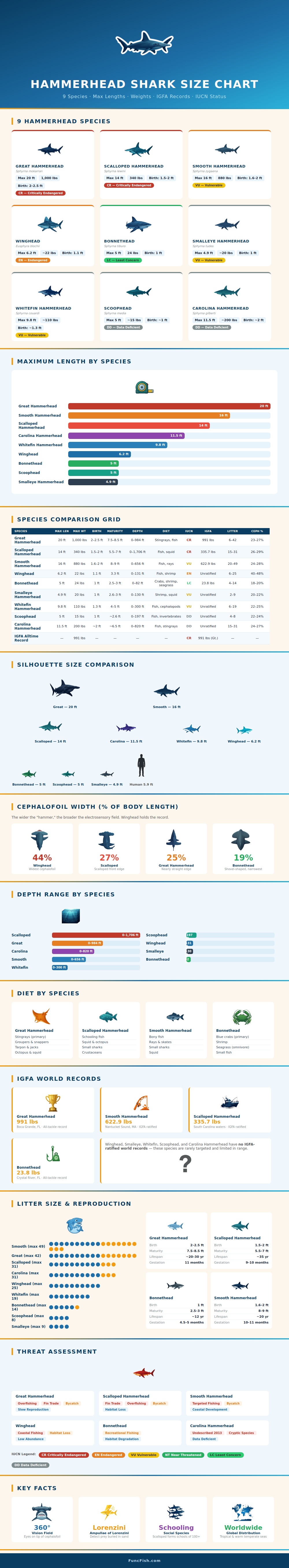 Hammerhead Shark Size Chart