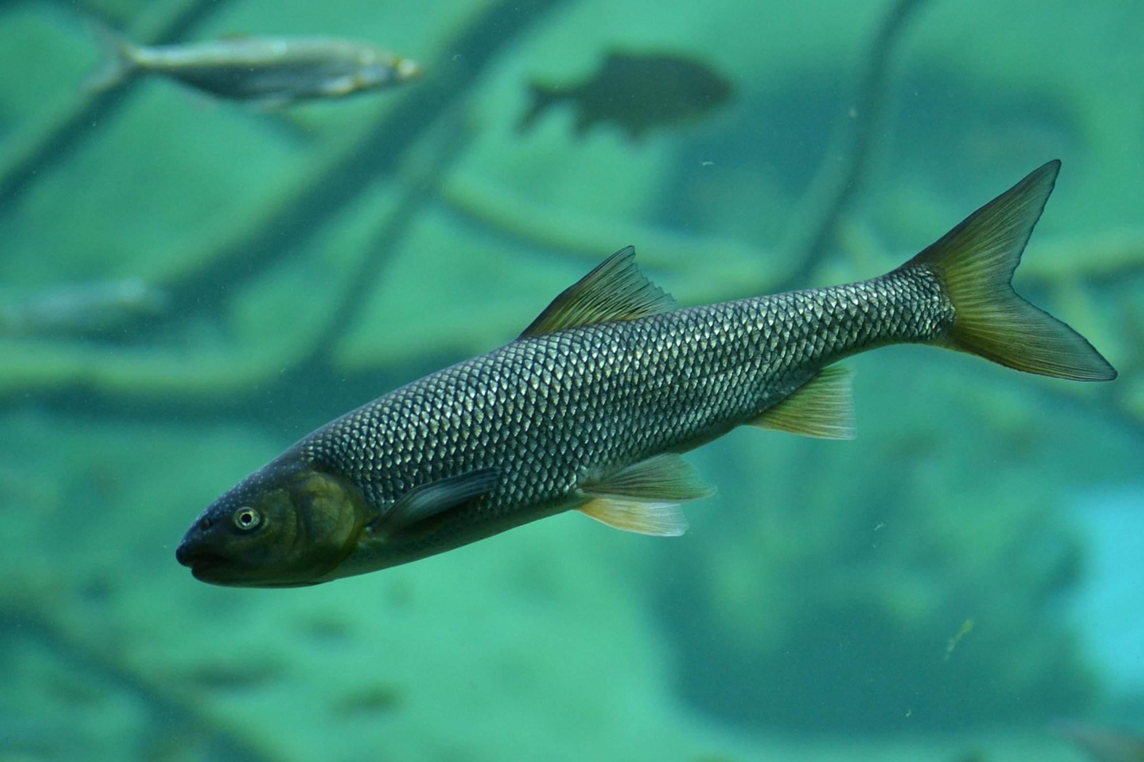 lake trout underwater lake trout underwater