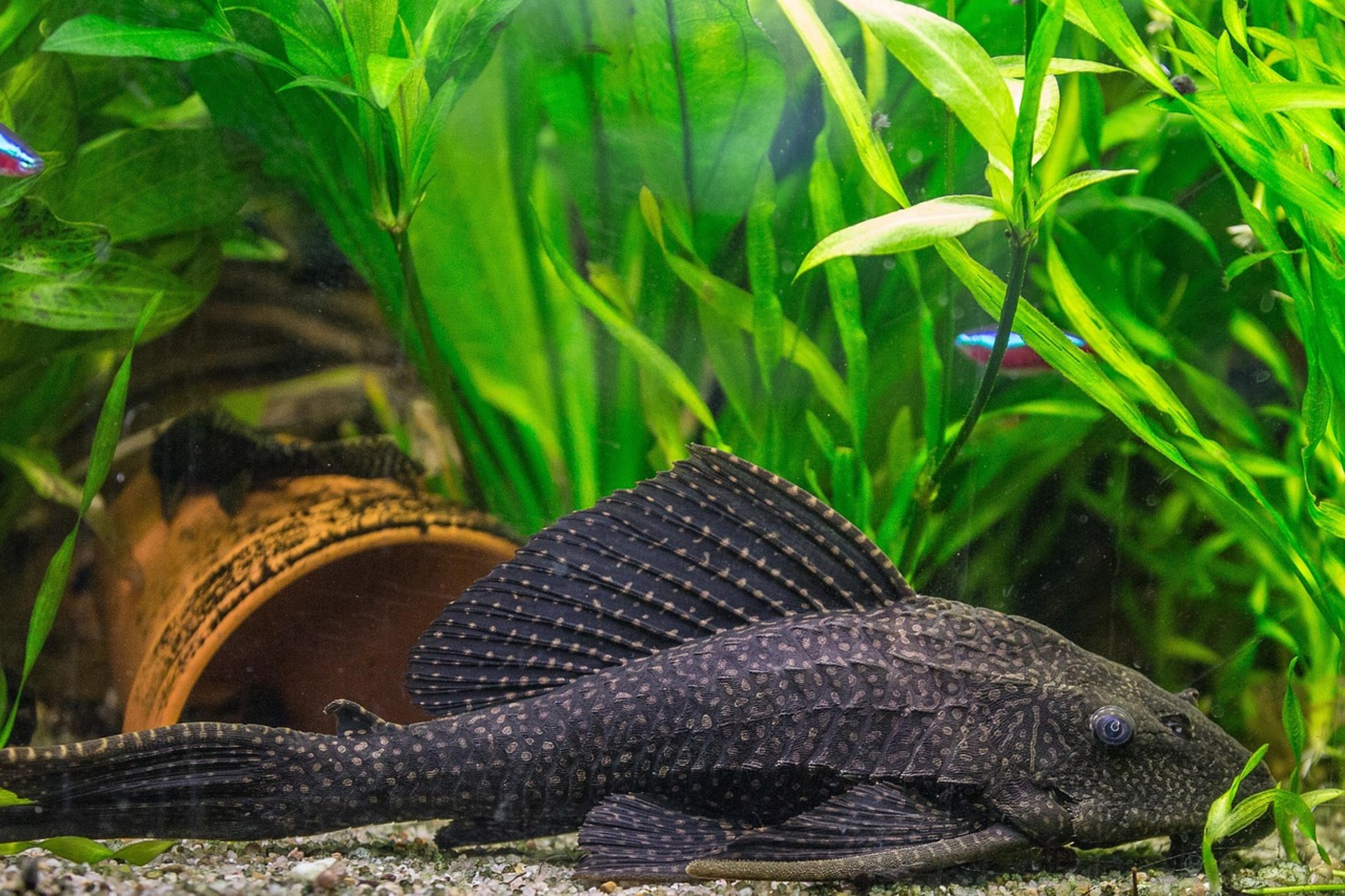 large blue catfish large blue catfish