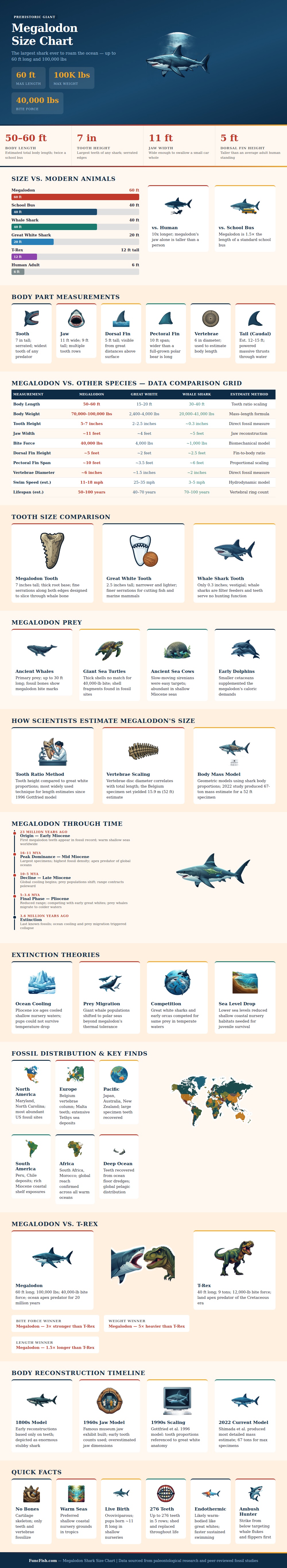 Megalodon Shark Size Chart