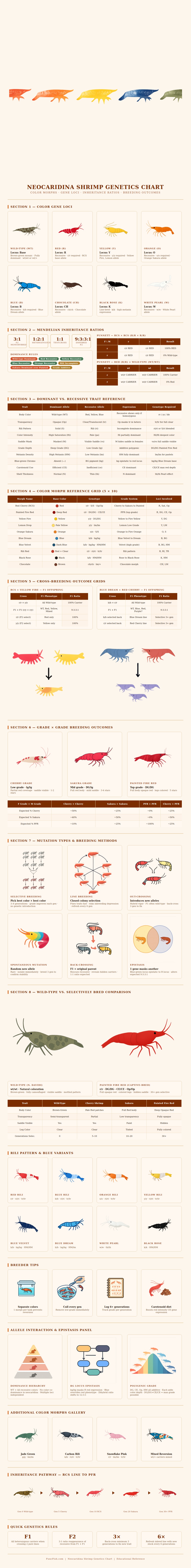 Neocaridina Shrimp Genetics Chart