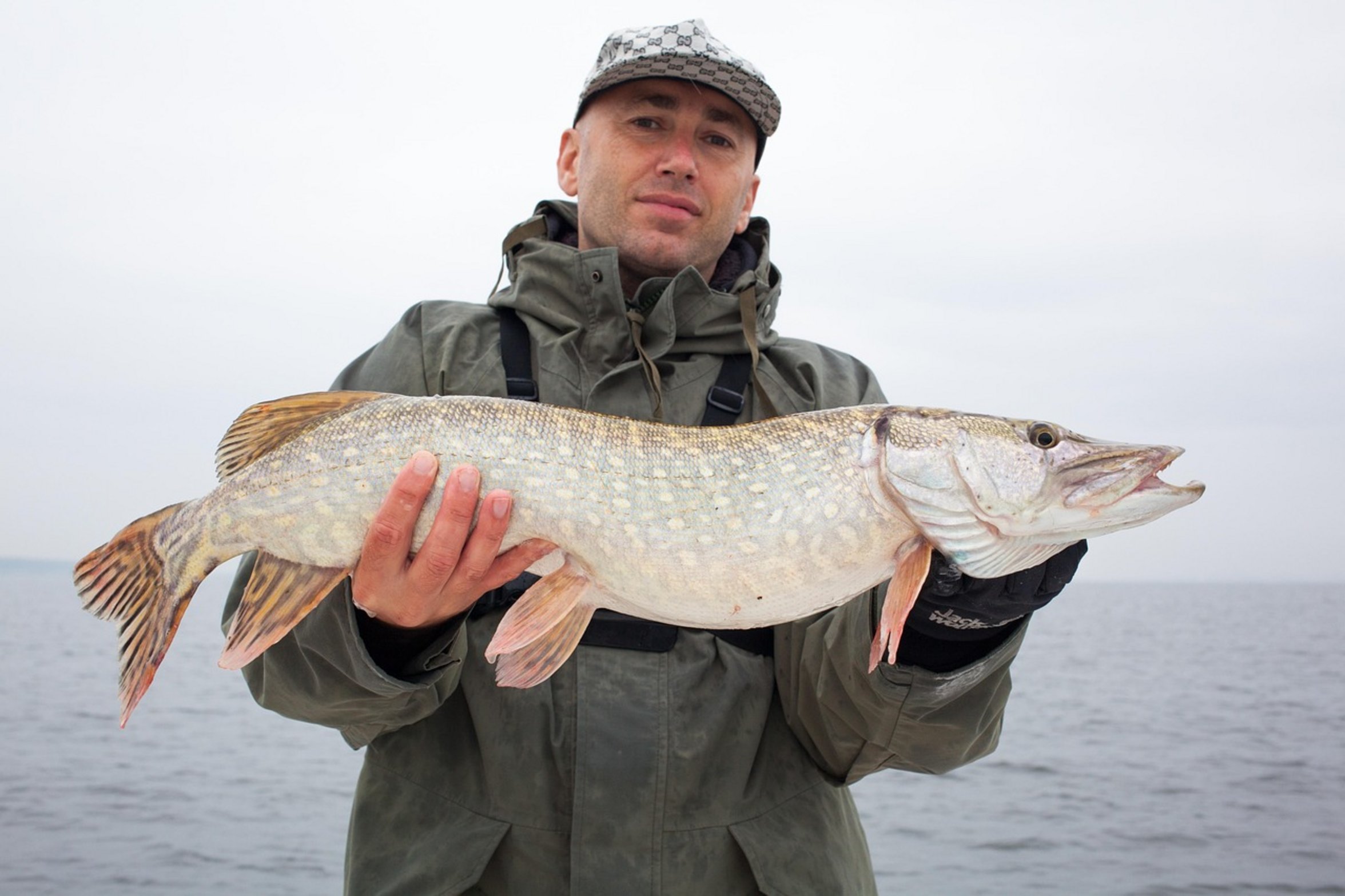 northern pike fish northern pike fish