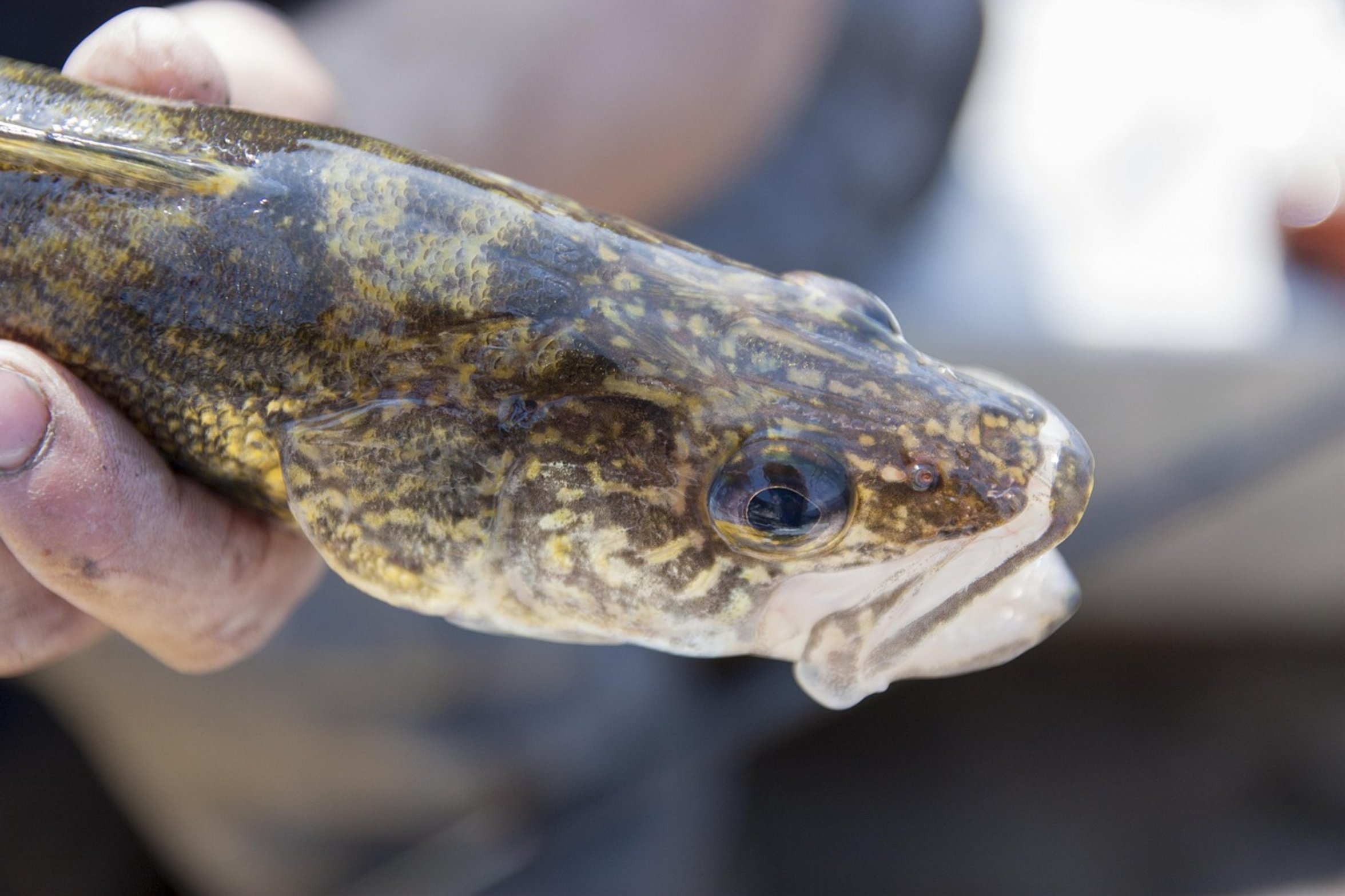 northern pike fishing northern pike fishing
