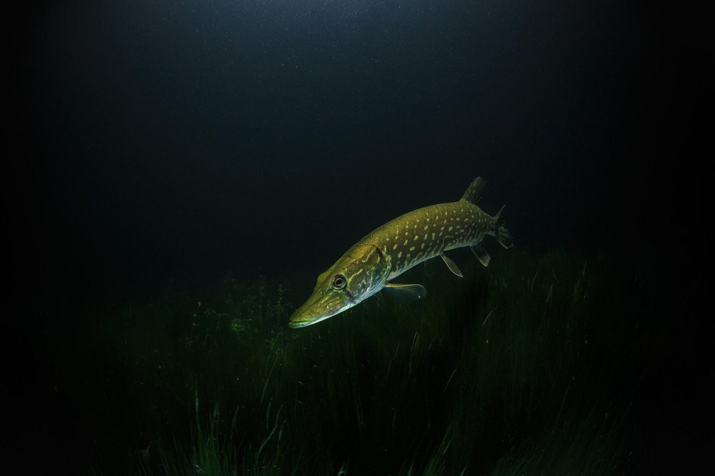 northern pike weedy bay northern pike weedy bay