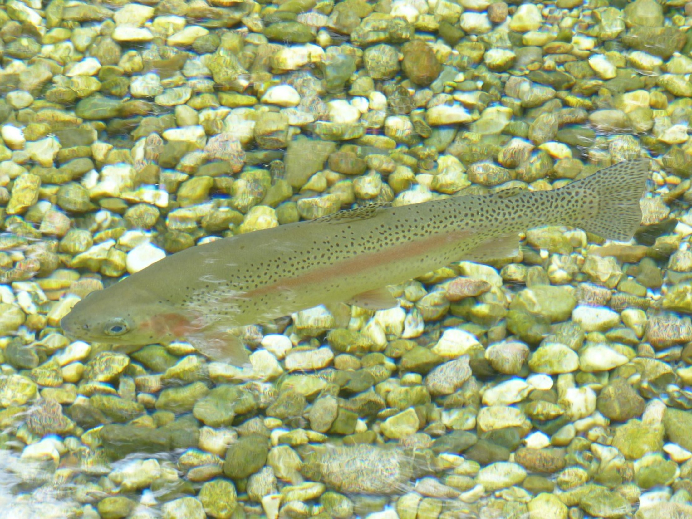 rainbow trout lake rainbow trout lake