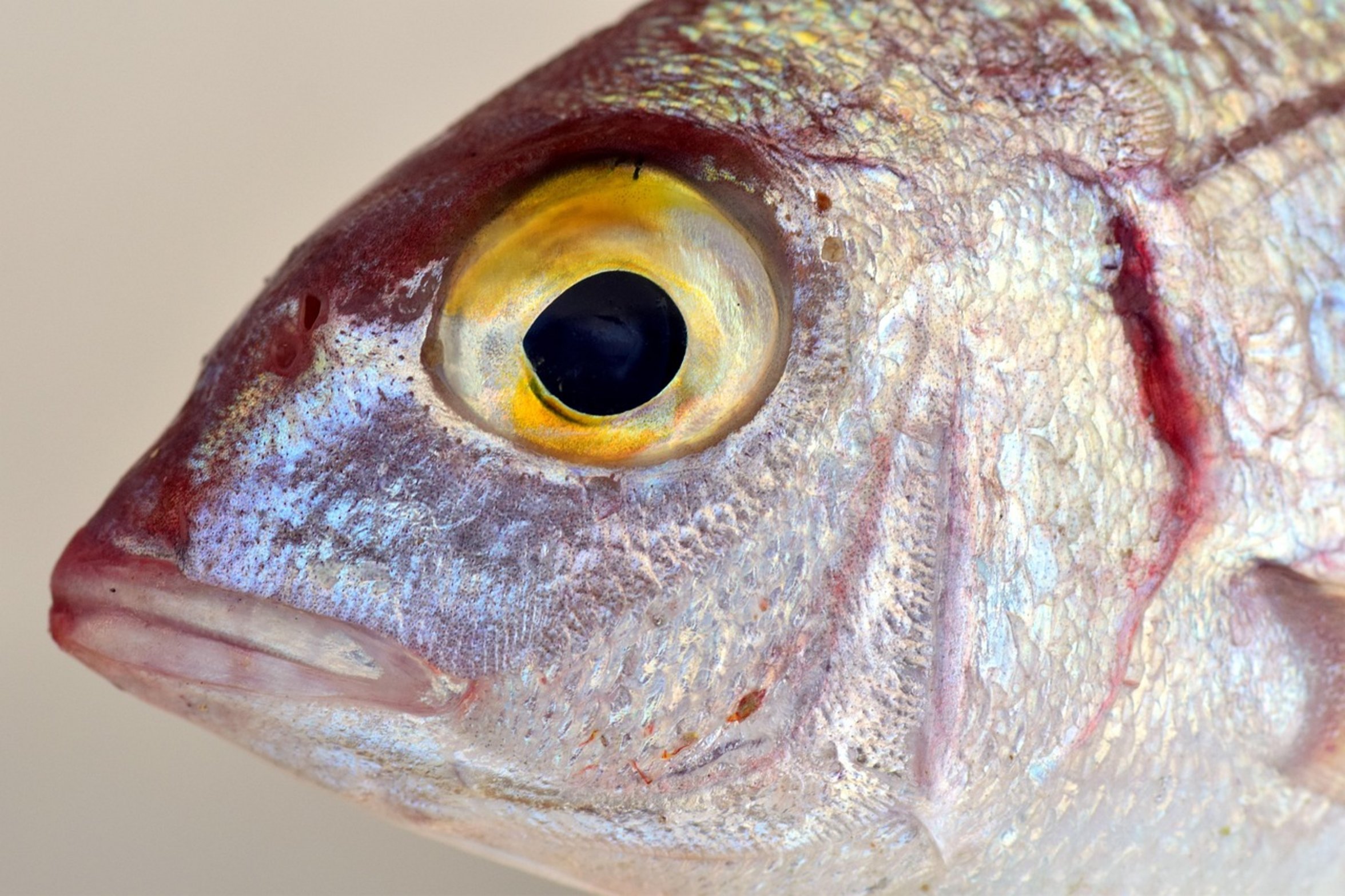 red drum fish caught red drum fish caught