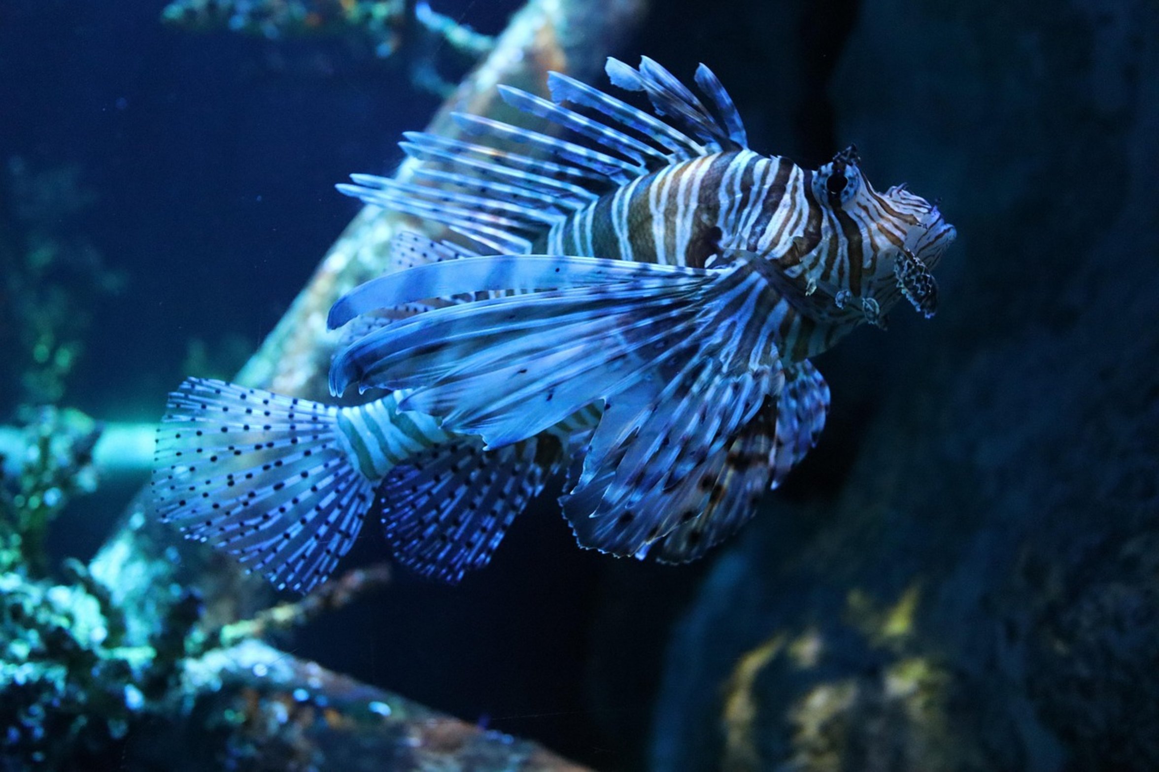 red lionfish coral reef red lionfish coral reef
