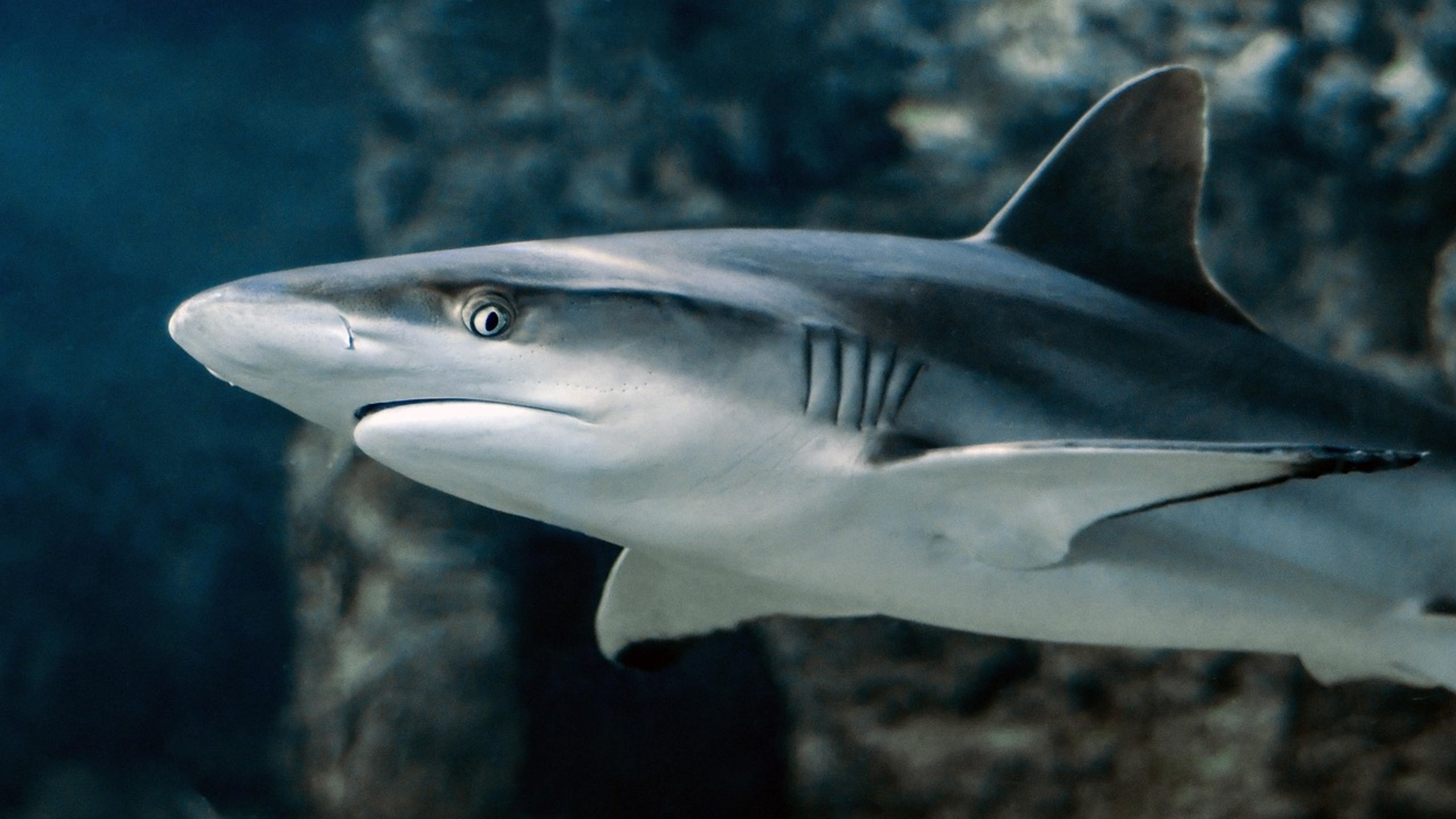 reef shark swimming fast reef shark swimming fast