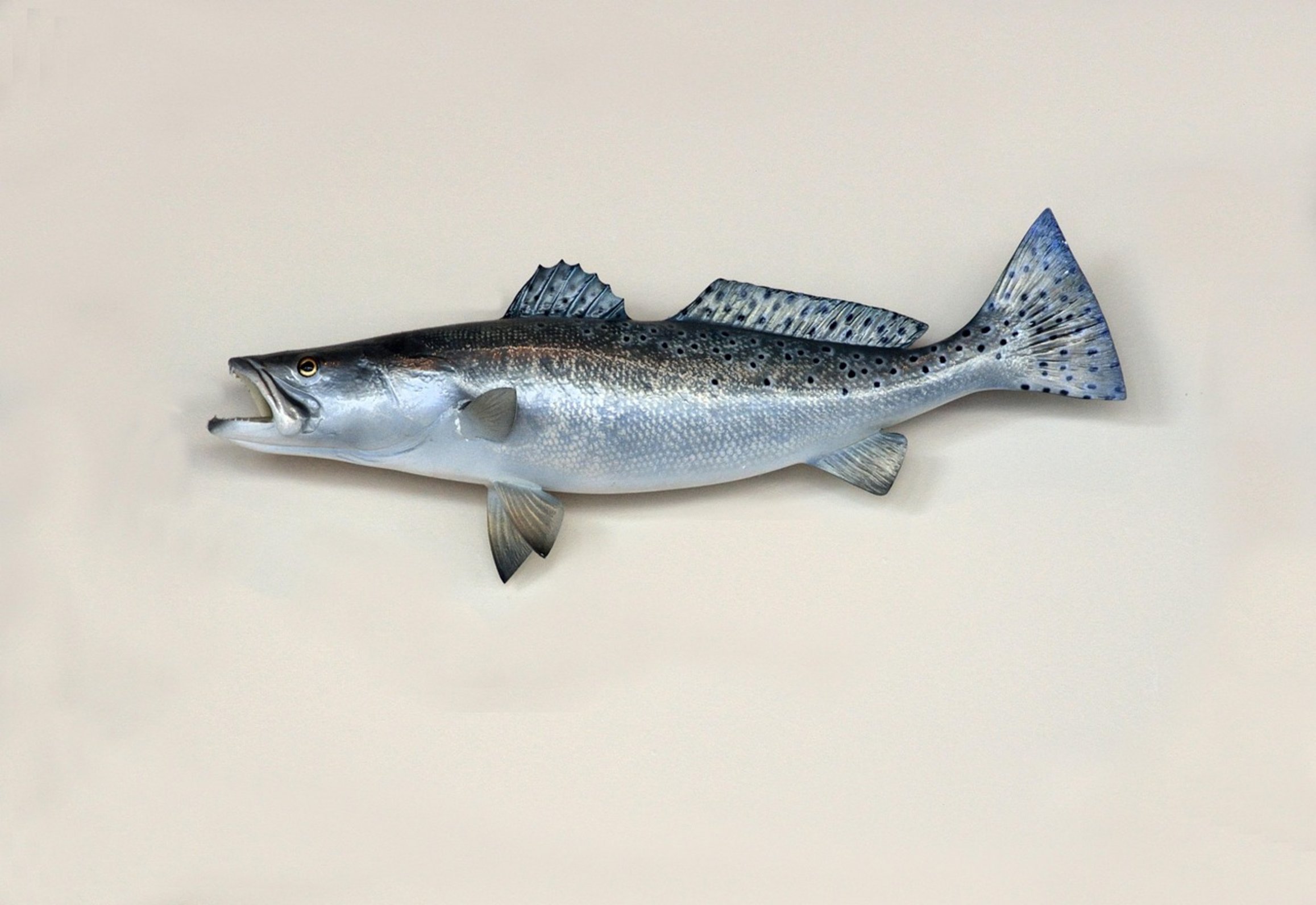 sea trout in water sea trout in water