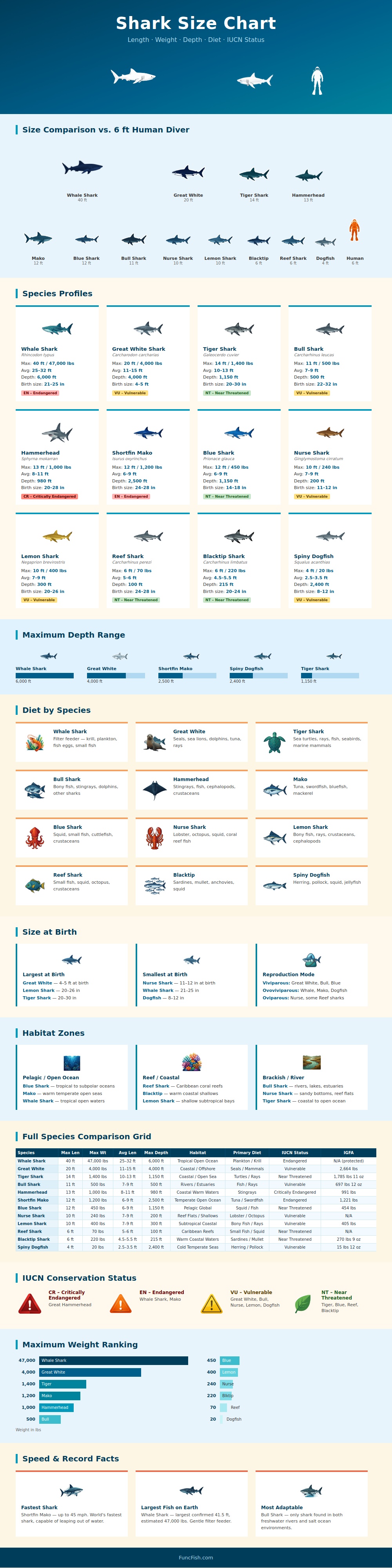 Shark Size Chart