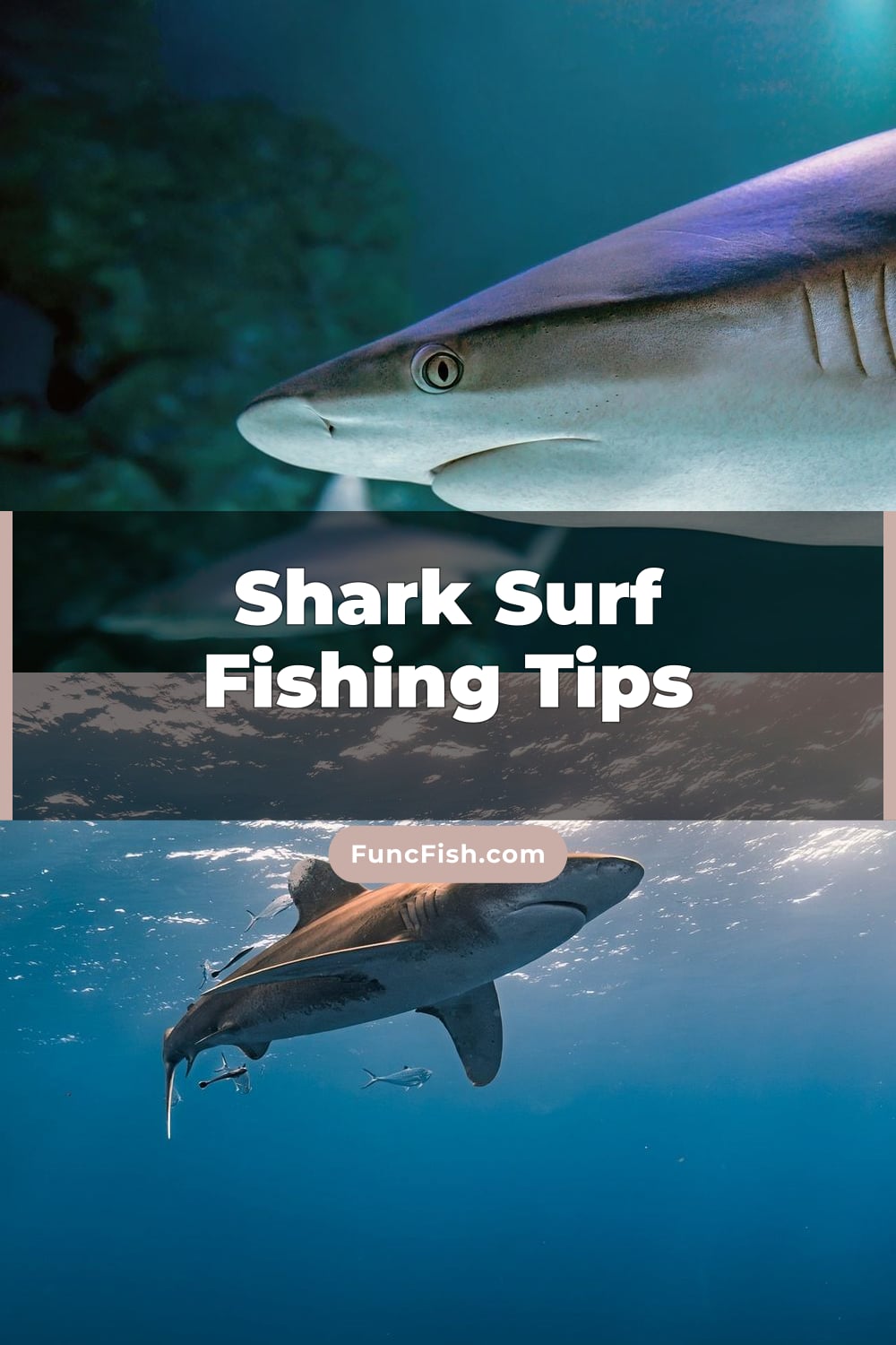 Shark Surf Fishing Tips Shark Surf Fishing Tips