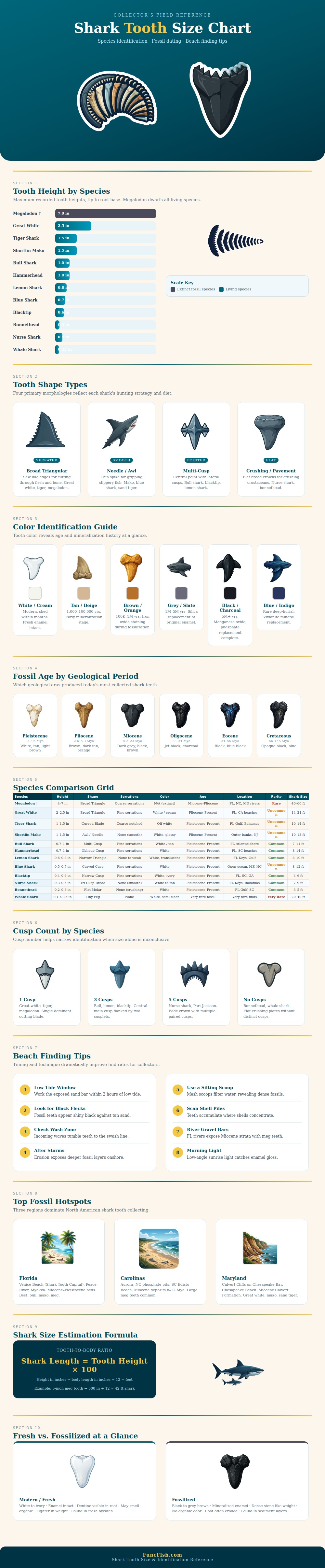 Shark Tooth Size Chart