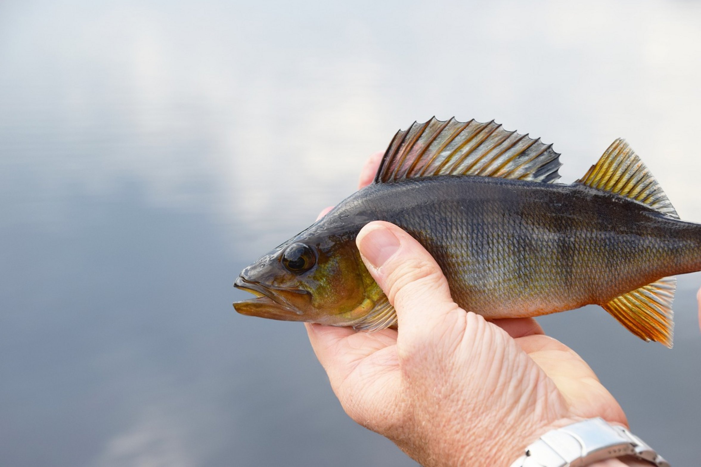 smallmouth bass fisherman smallmouth bass fisherman