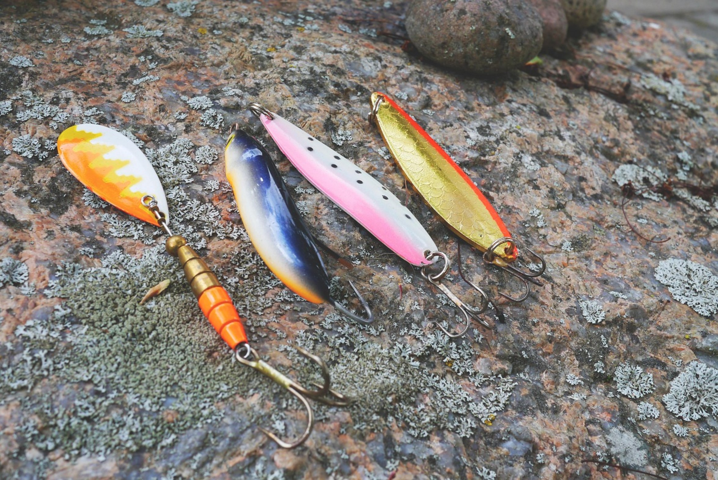 squid on fishing hook squid on fishing hook