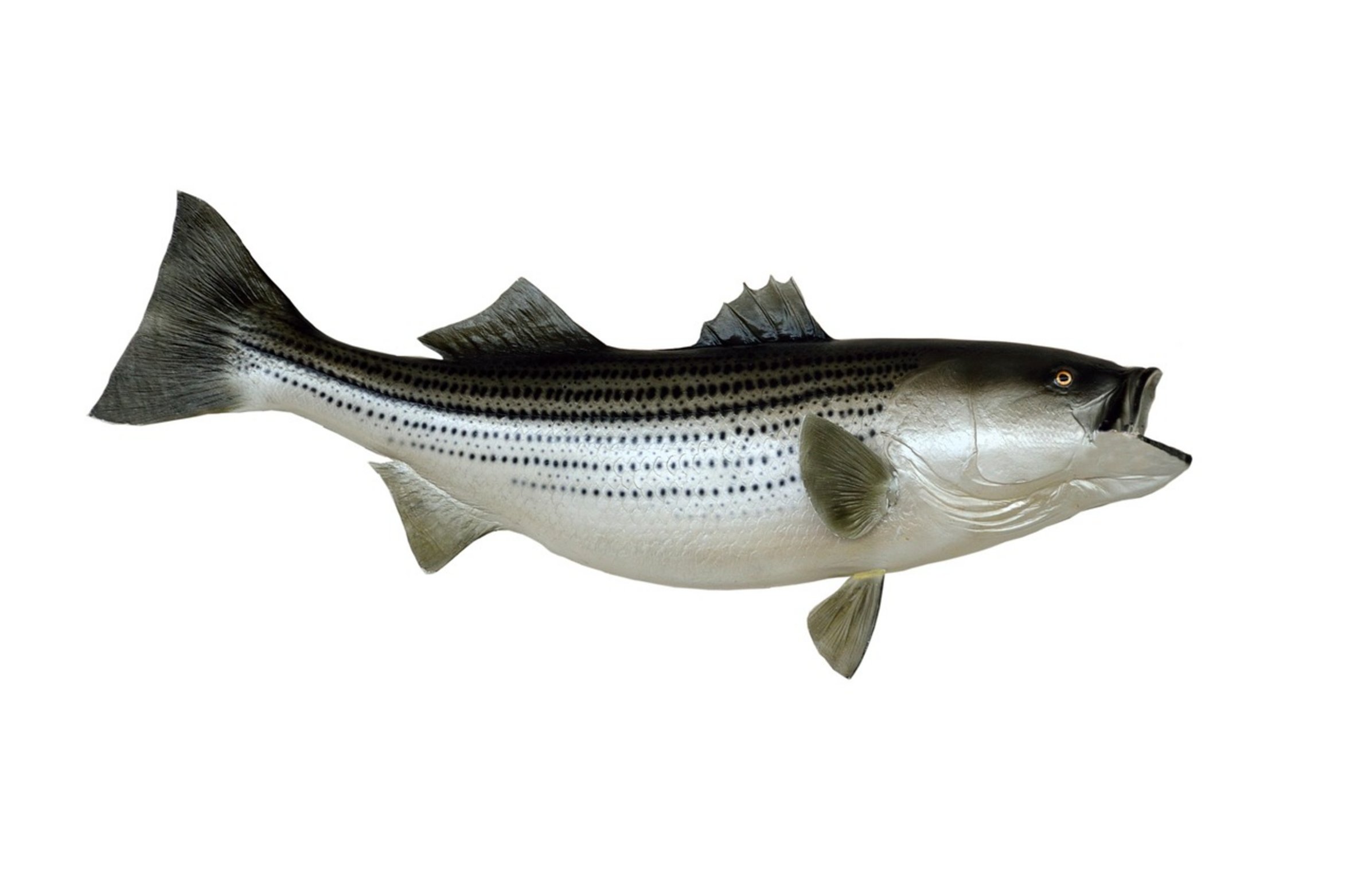 striped bass fishing striped bass fishing