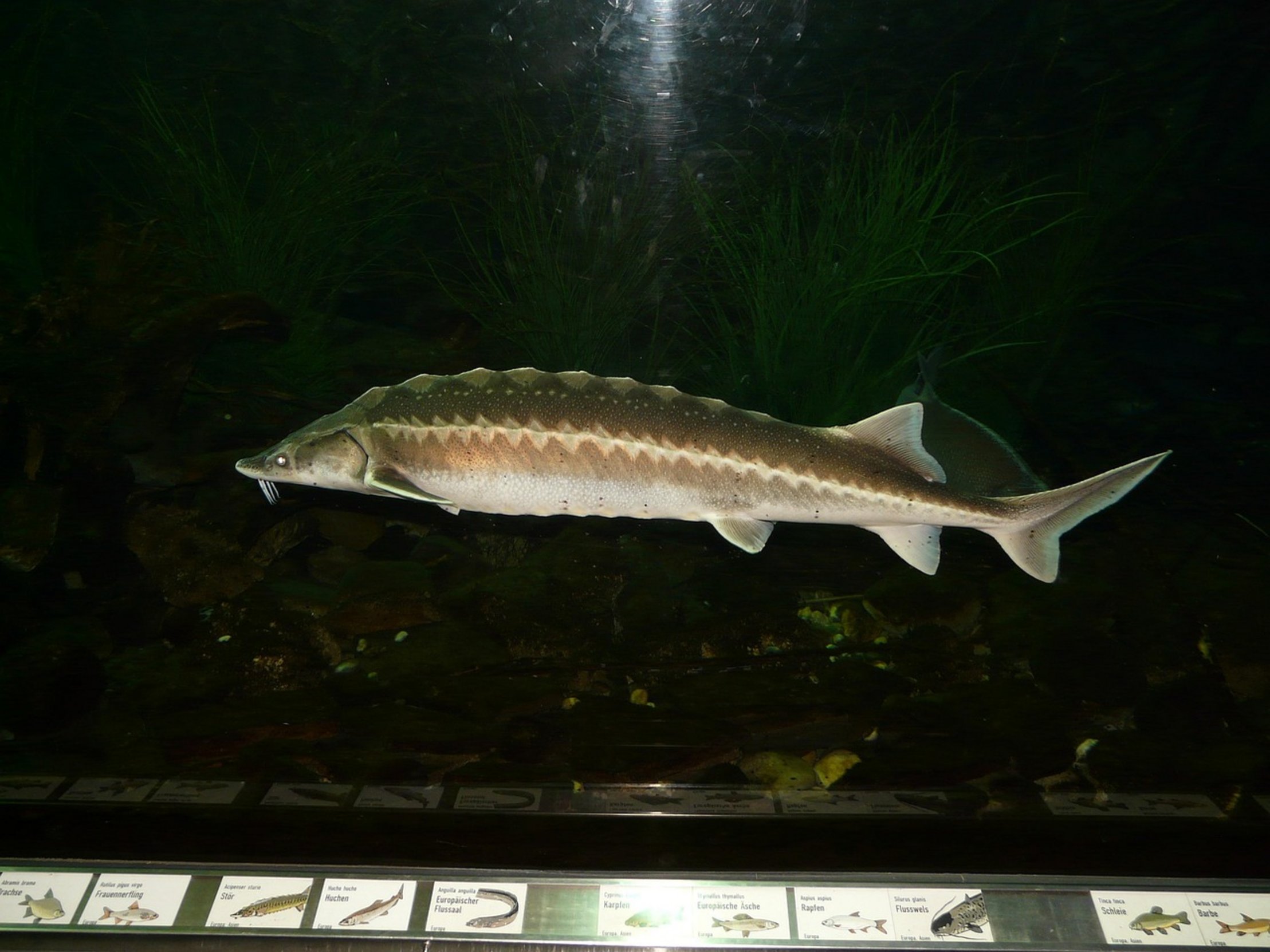 sturgeon fish in river sturgeon fish in river