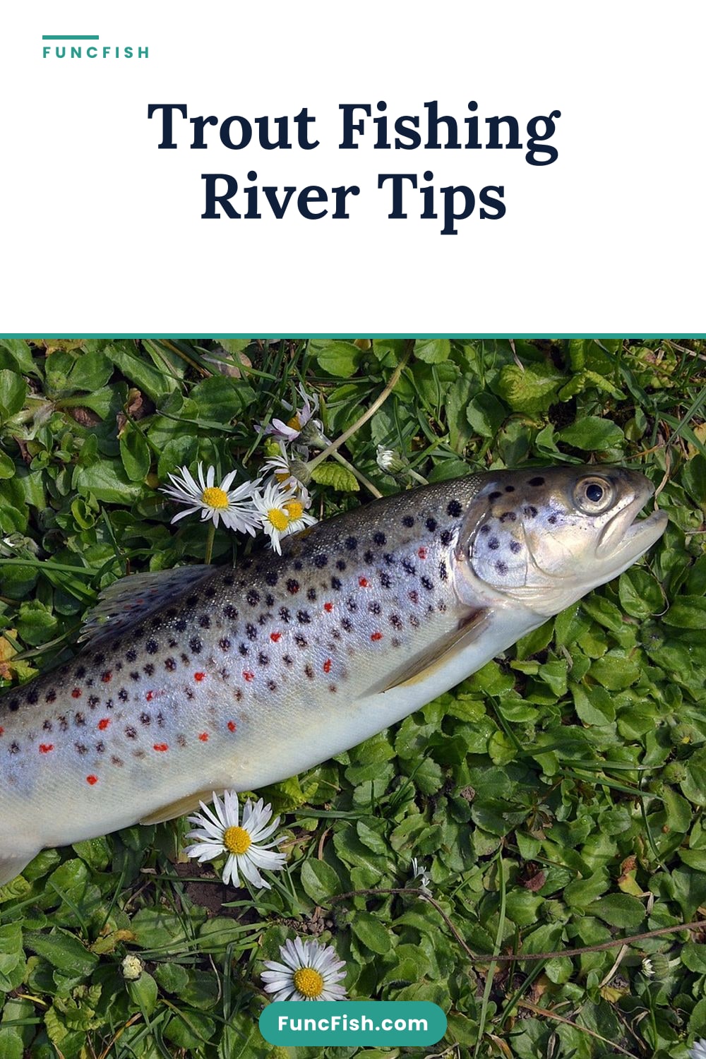 Trout Fishing River Tips Trout Fishing River Tips
