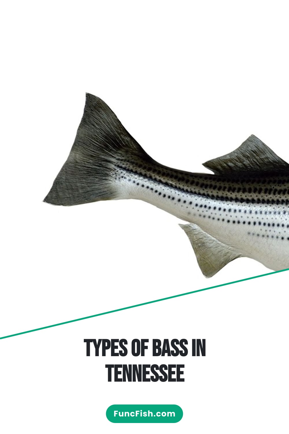 Types of Bass in Tennessee