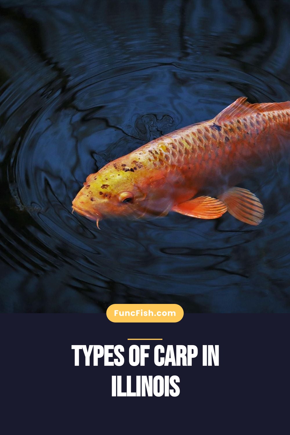 Types of Carp in Illinois Types of Carp in Illinois