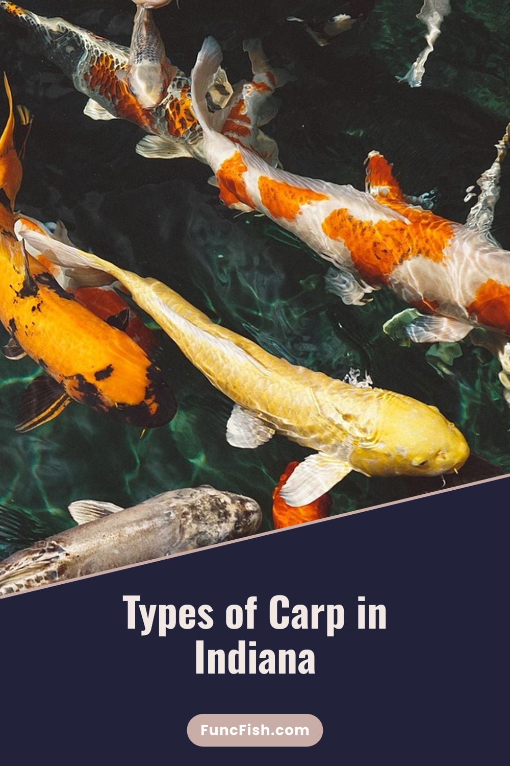 Types of Carp in Indiana Types of Carp in Indiana