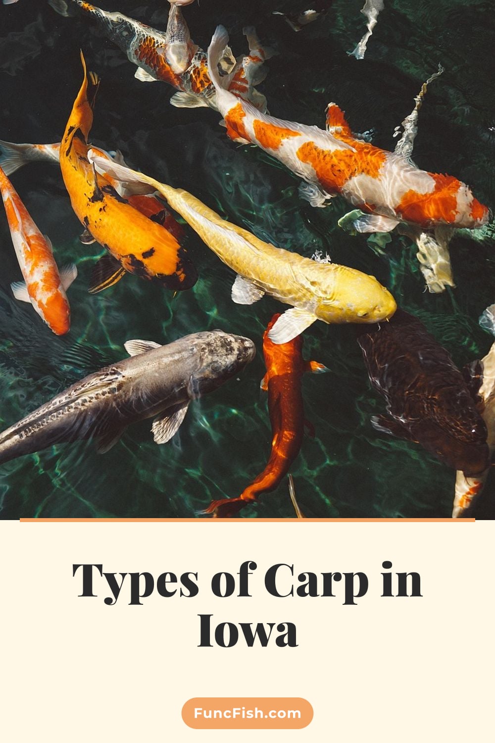 Types of Carp in Iowa
