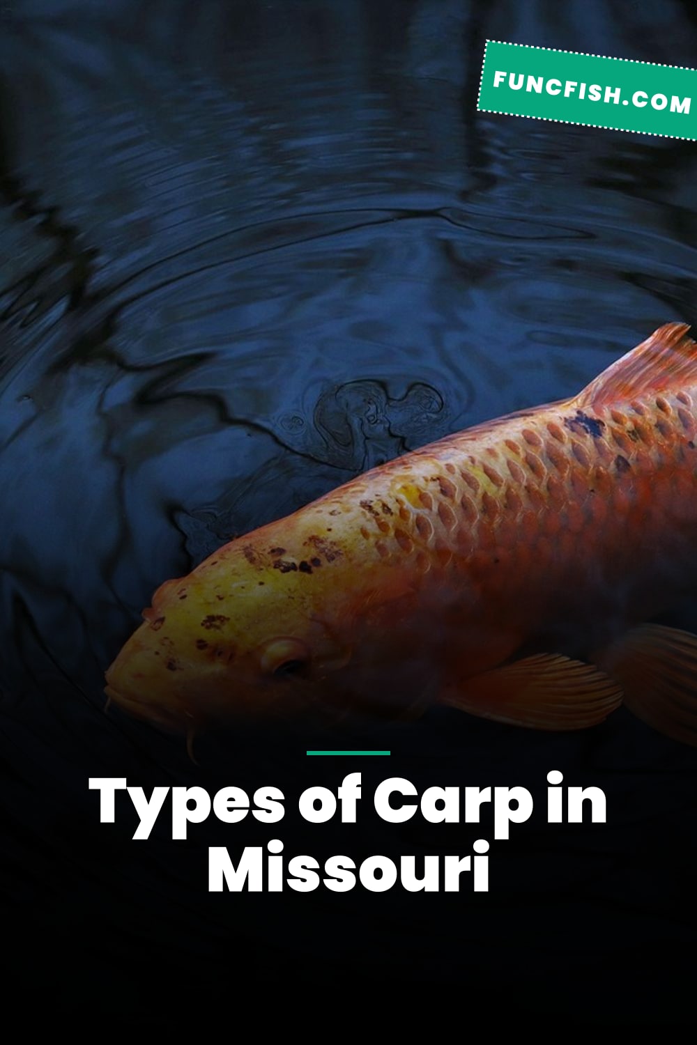 Types of Carp in Missouri Types of Carp in Missouri