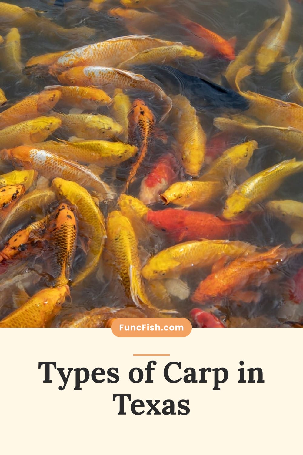 Types of Carp in Texas Types of Carp in Texas