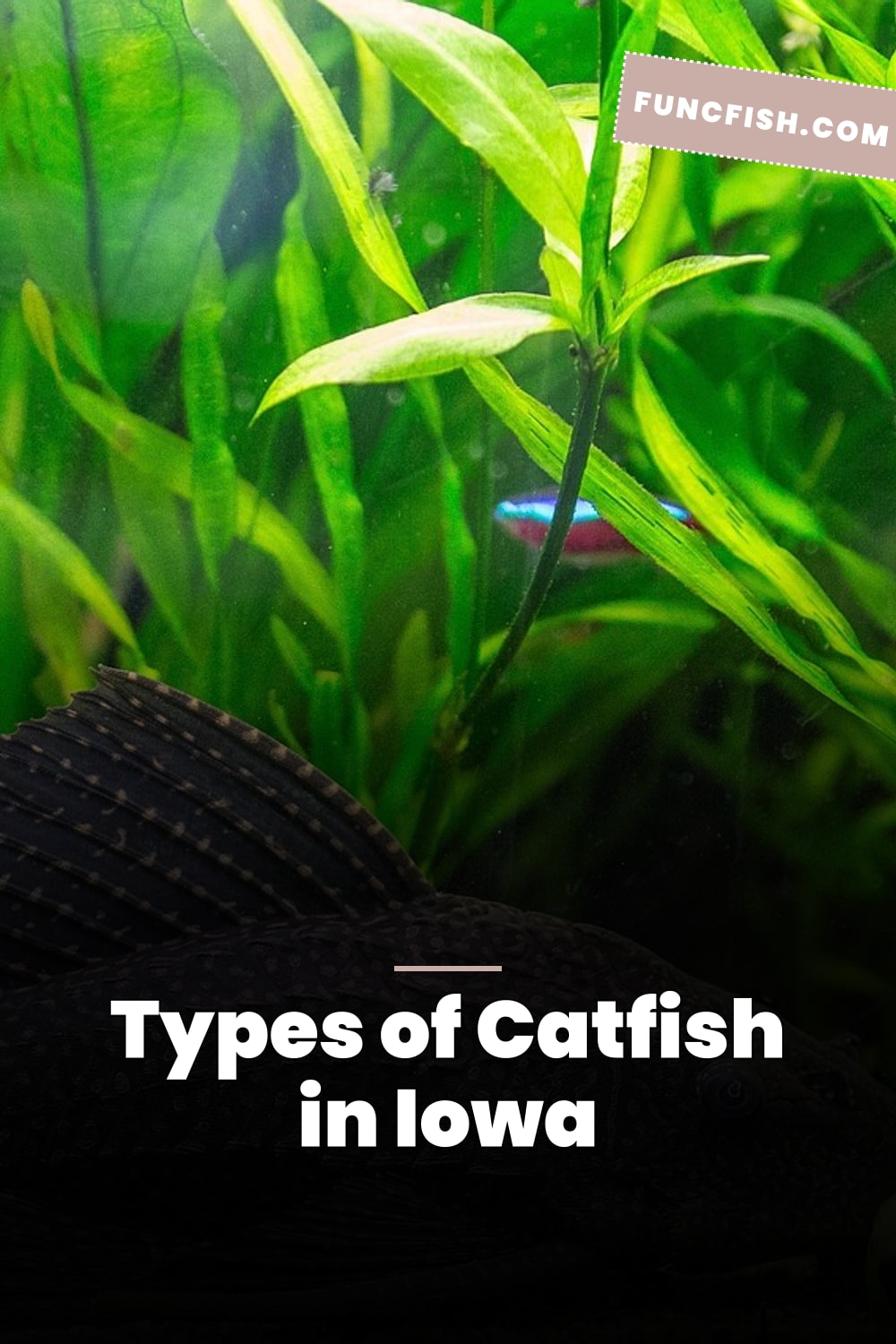 Types of Catfish in Iowa