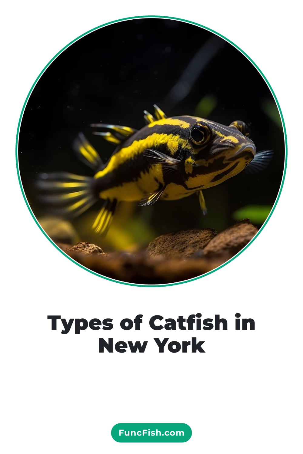 Types of Catfish in New York Types of Catfish in New York
