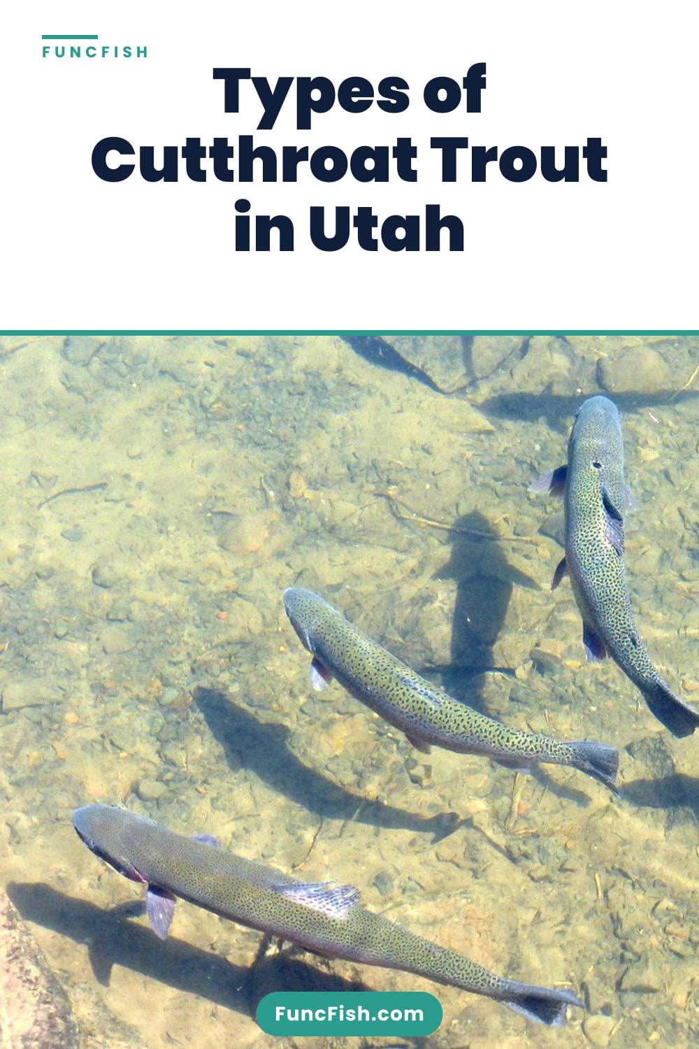 Types of Cutthroat Trout in Utah