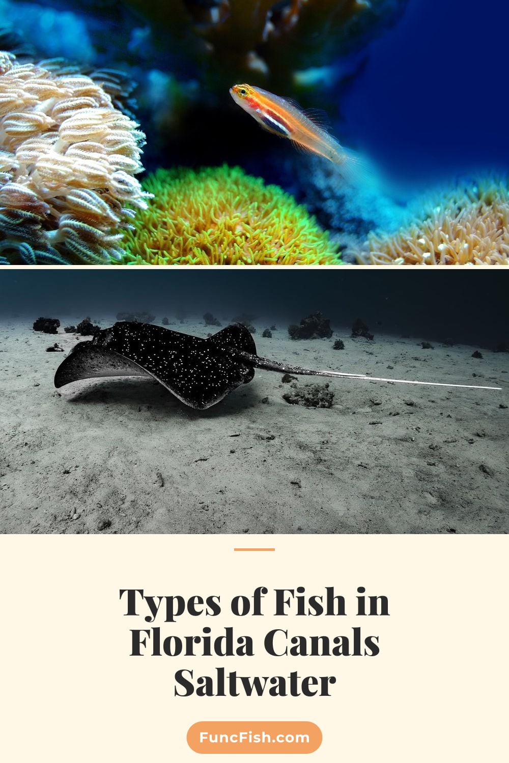 Types of Fish in Florida Canals Saltwater Types of Fish in Florida Canals Saltwater