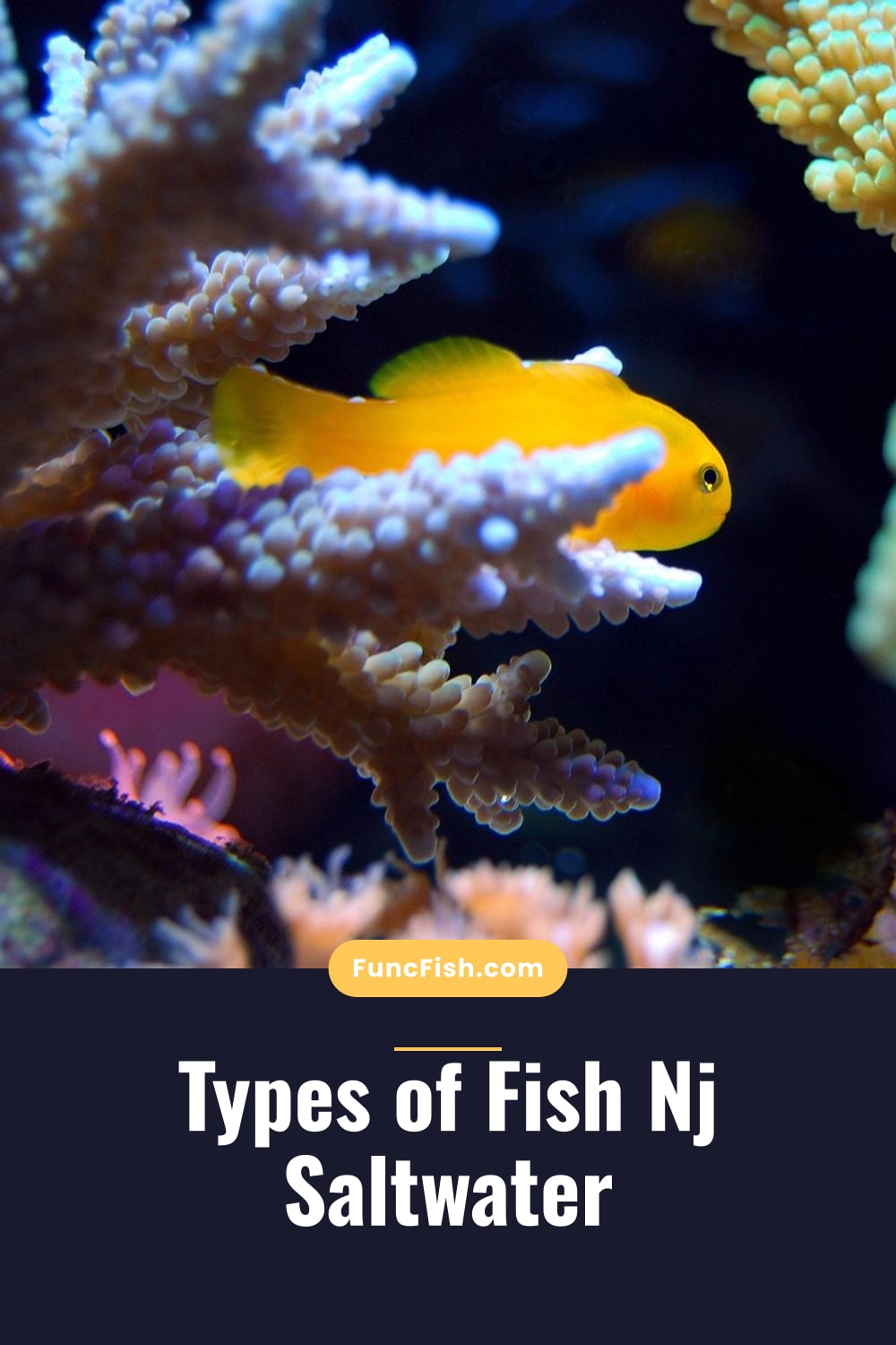 Types of Fish Nj Saltwater