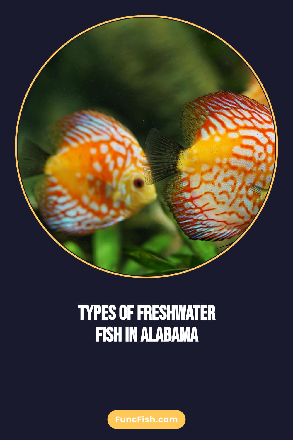 Types of Freshwater Fish in Alabama