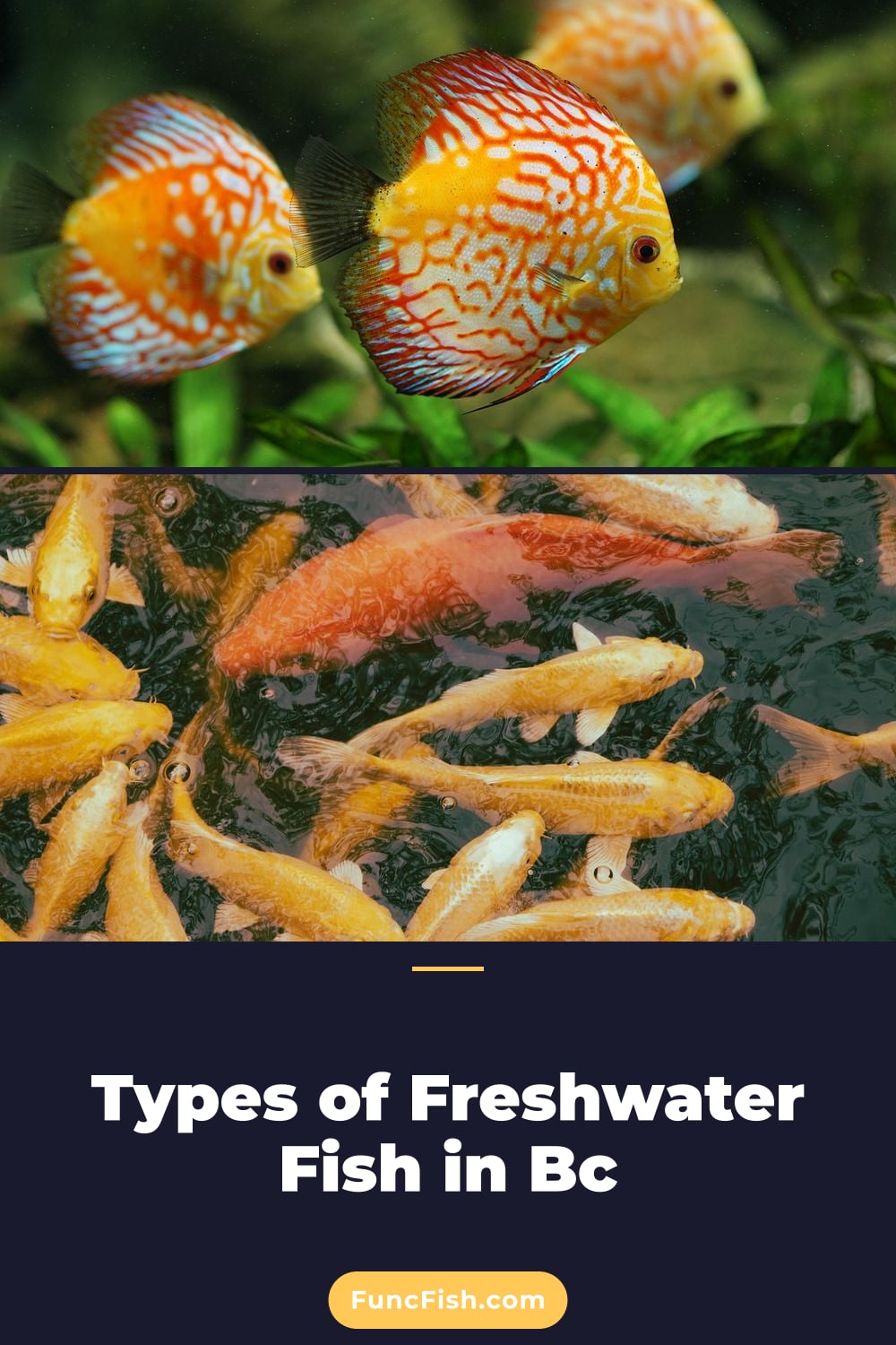 Types of Freshwater Fish in Bc Types of Freshwater Fish in Bc