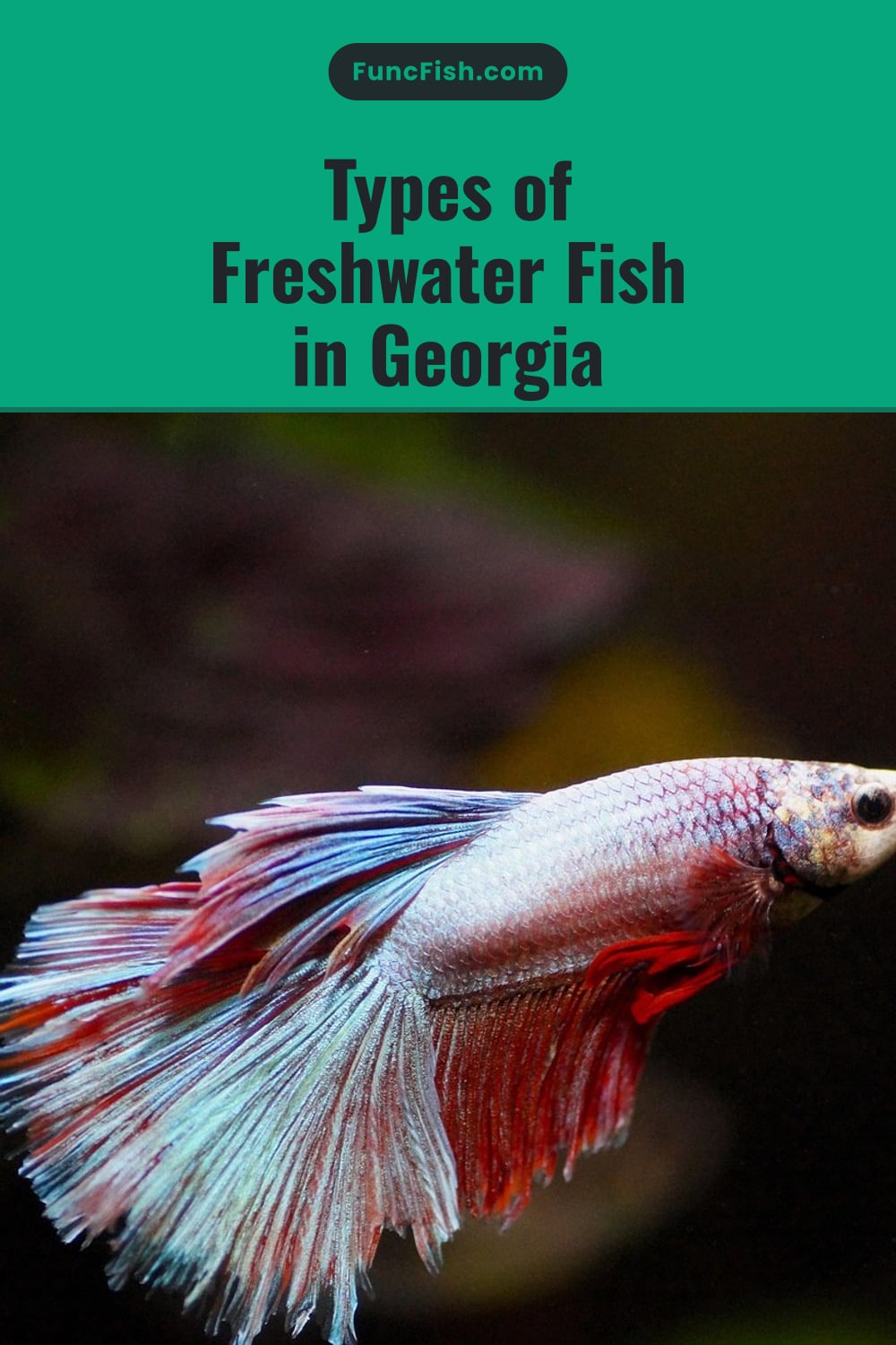 Types of Freshwater Fish in Georgia Types of Freshwater Fish in Georgia
