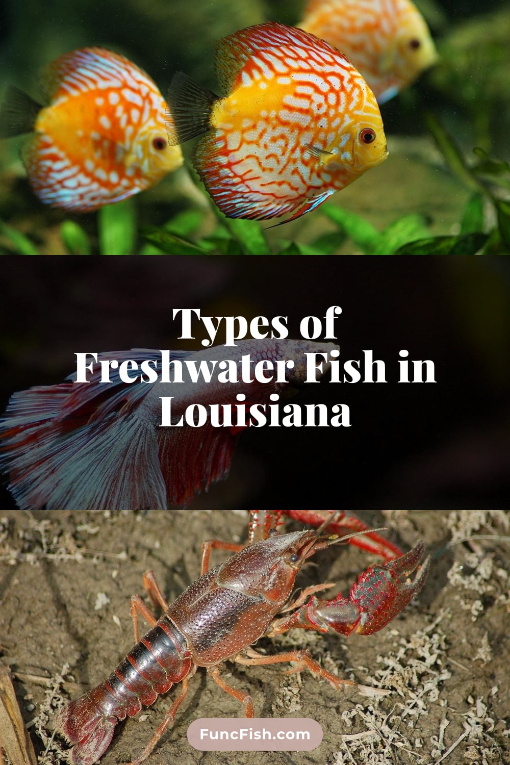 Types of Freshwater Fish in Louisiana