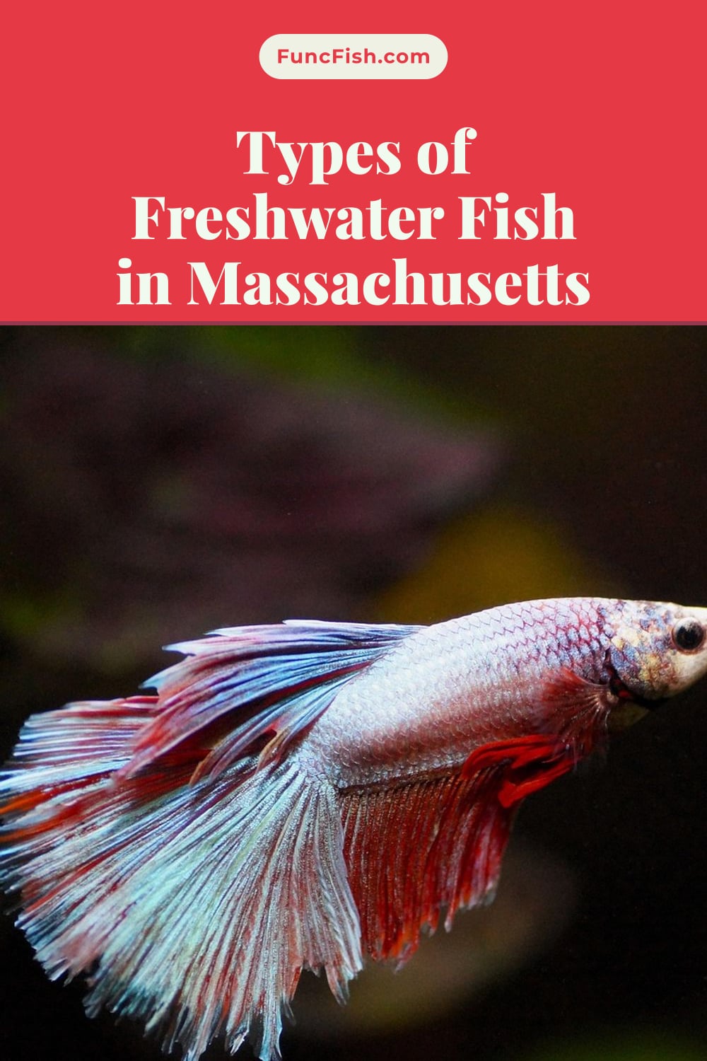 Types of Freshwater Fish in Massachusetts Types of Freshwater Fish in Massachusetts