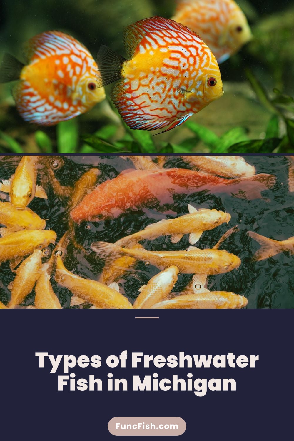 Types of Freshwater Fish in Michigan Types of Freshwater Fish in Michigan