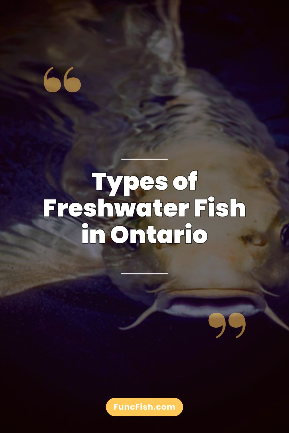 Types of Freshwater Fish in Ontario