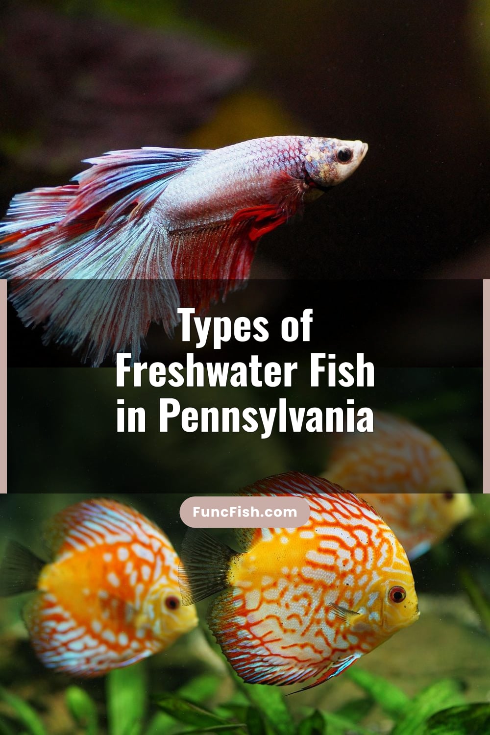 Types of Freshwater Fish in Pennsylvania Types of Freshwater Fish in Pennsylvania